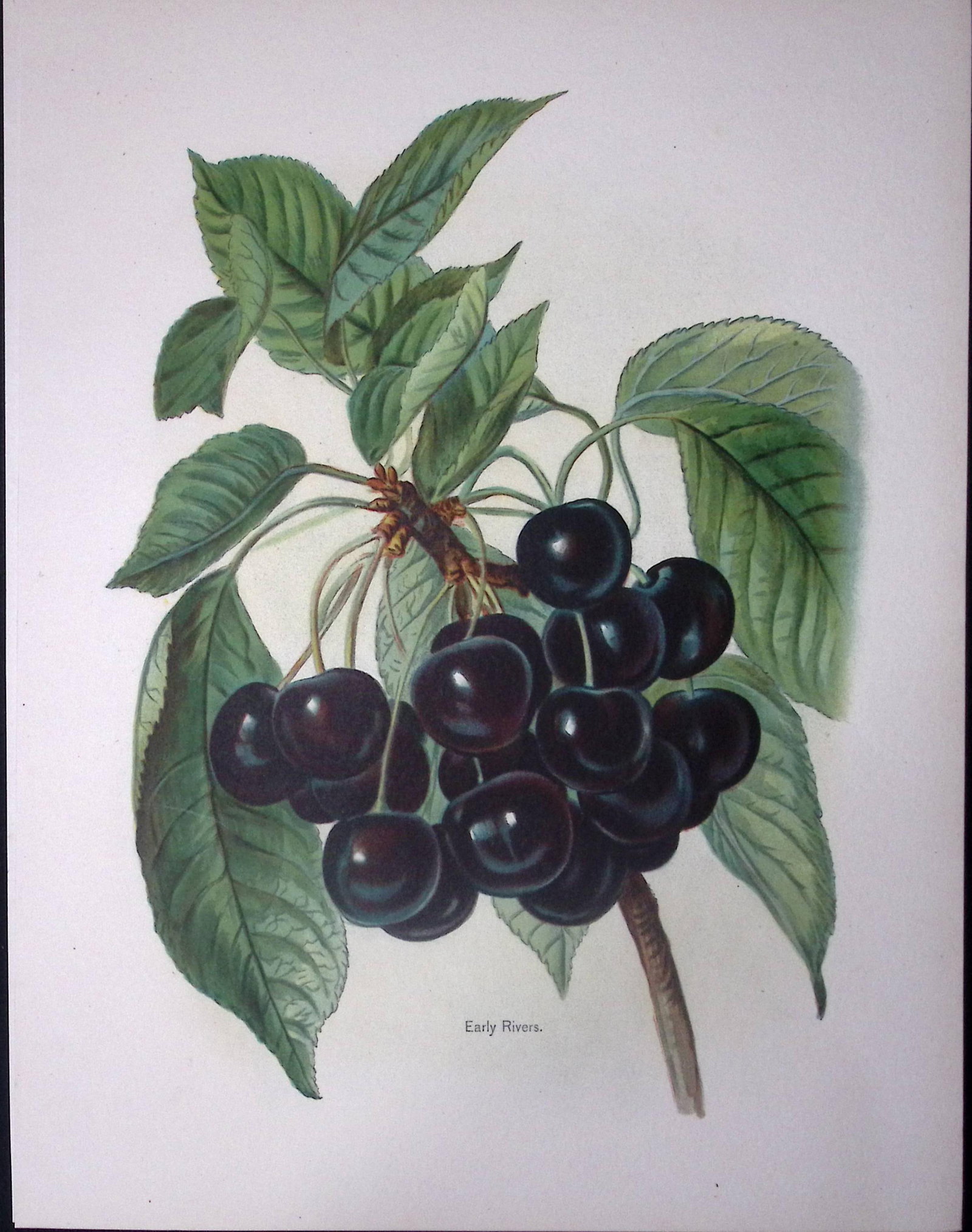 Grapes Early Rivers 1891-1894 Antique Mary Rivers Fruit Illustration-4.: Title: Grapes Early Rivers 1891-1894 Antique Mary Rivers Fruit Illustration-4. Description: This Chromolithographed Print Measure Approximately 10 X 8 (Inches) 274. x 213.36 (mm). And Was