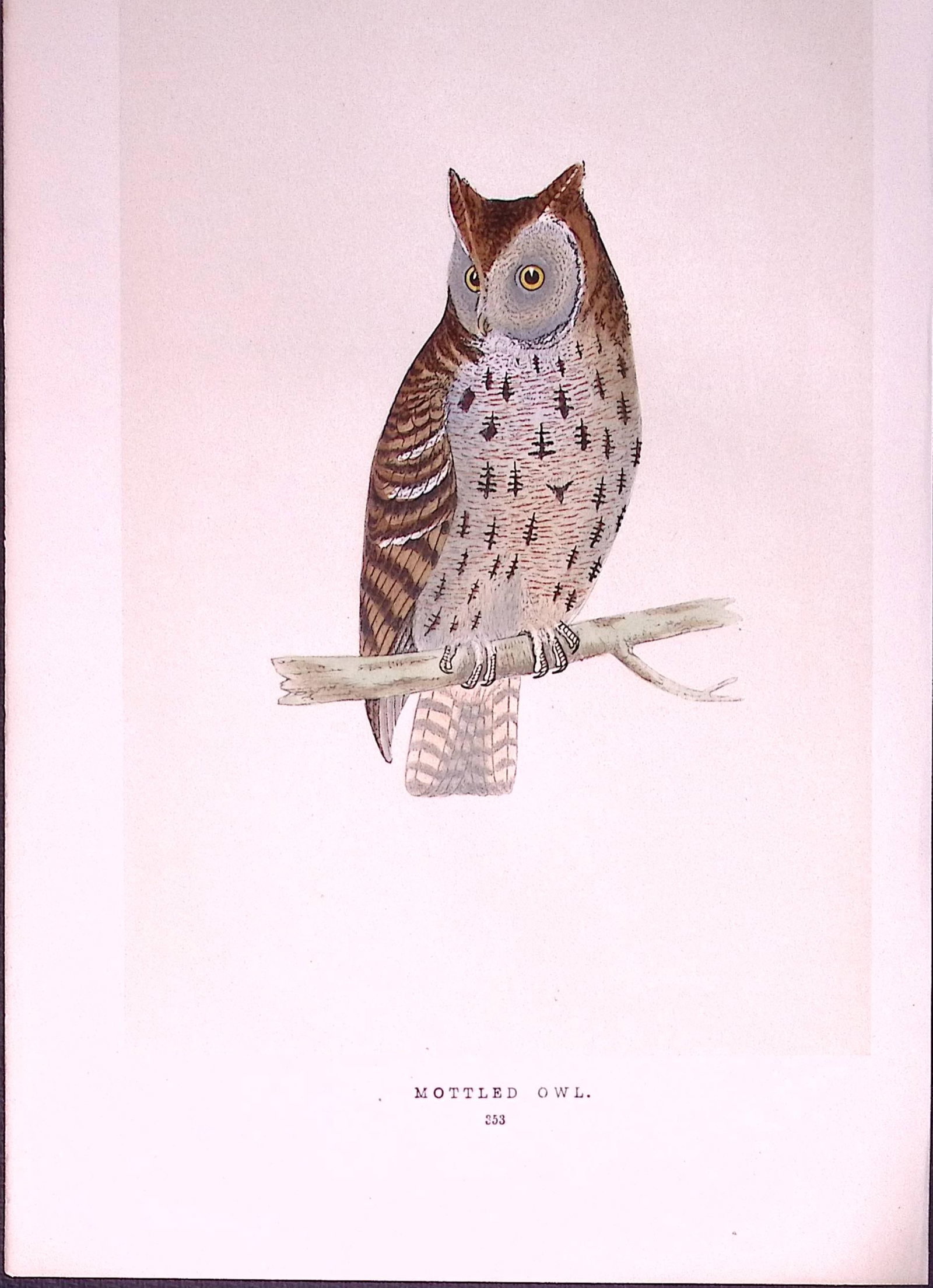 Mottled Owl Bird- Rev Morris First Edition Antique Woodblock Engraving-32a: Title: Mottled Owl Bird- Rev Morris First Edition Antique Woodblock Engraving-32a Description: This Chromolithographic Woodblock Engraving Has Been Removed from a First Antique Edition of. Rev F O