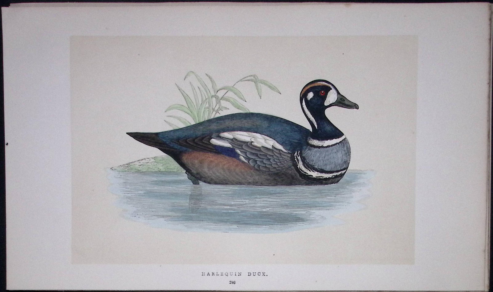 Harlequin Duck Bird- Rev Morris First Edition Antique Woodblock Engraving-111: Title: Harlequin Duck Bird- Rev Morris First Edition Antique Woodblock Engraving-111 Description: This Chromolithographic Woodblock Engraving Has Been Removed from a First Antique Edition of. Rev F O