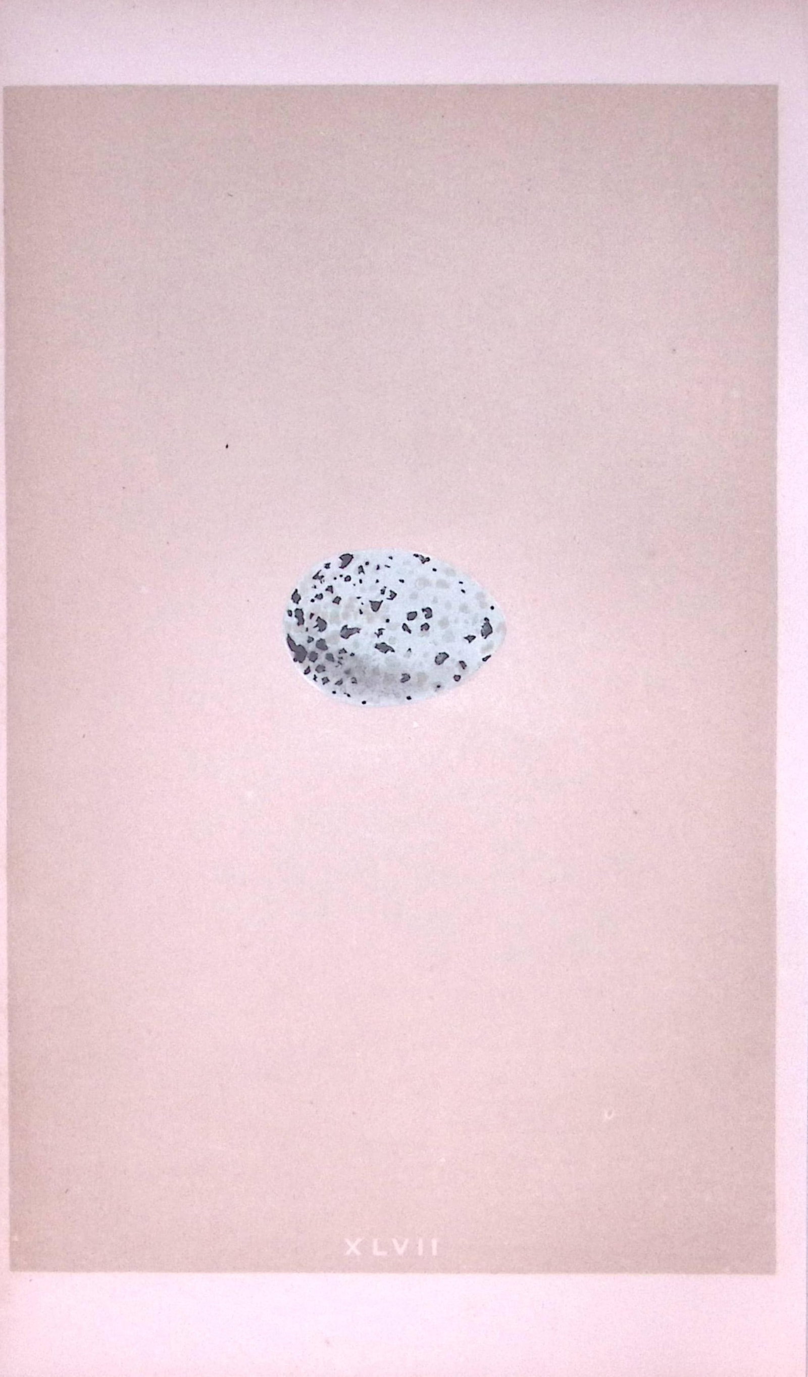 Jackdaw Bird Egg- Rev Morris First Edition Antique Woodblock Engraving-15: Title: Jackdaw Bird Egg- Rev Morris First Edition Antique Woodblock Engraving-15 Description: This Chromolithographic Woodblock Engraving Has Been Removed from a First Antique Edition of. Rev F