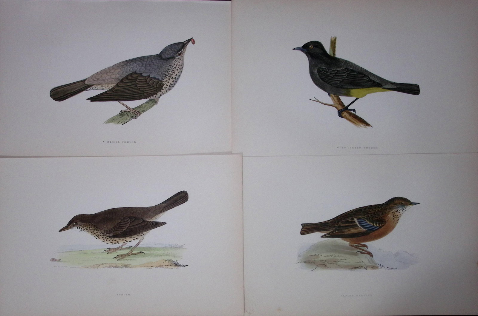 Job-Lot Rev Morris History of British Birds 130 Yrs-Old Antique Engravings-11: Title: Job-Lot Rev Morris History of British Birds 130 Yrs-Old Antique Engravings-11 Description: These 4 Chromolithographic Engraved Plates Has Been Removed from an Antique Edition of. Rev F O