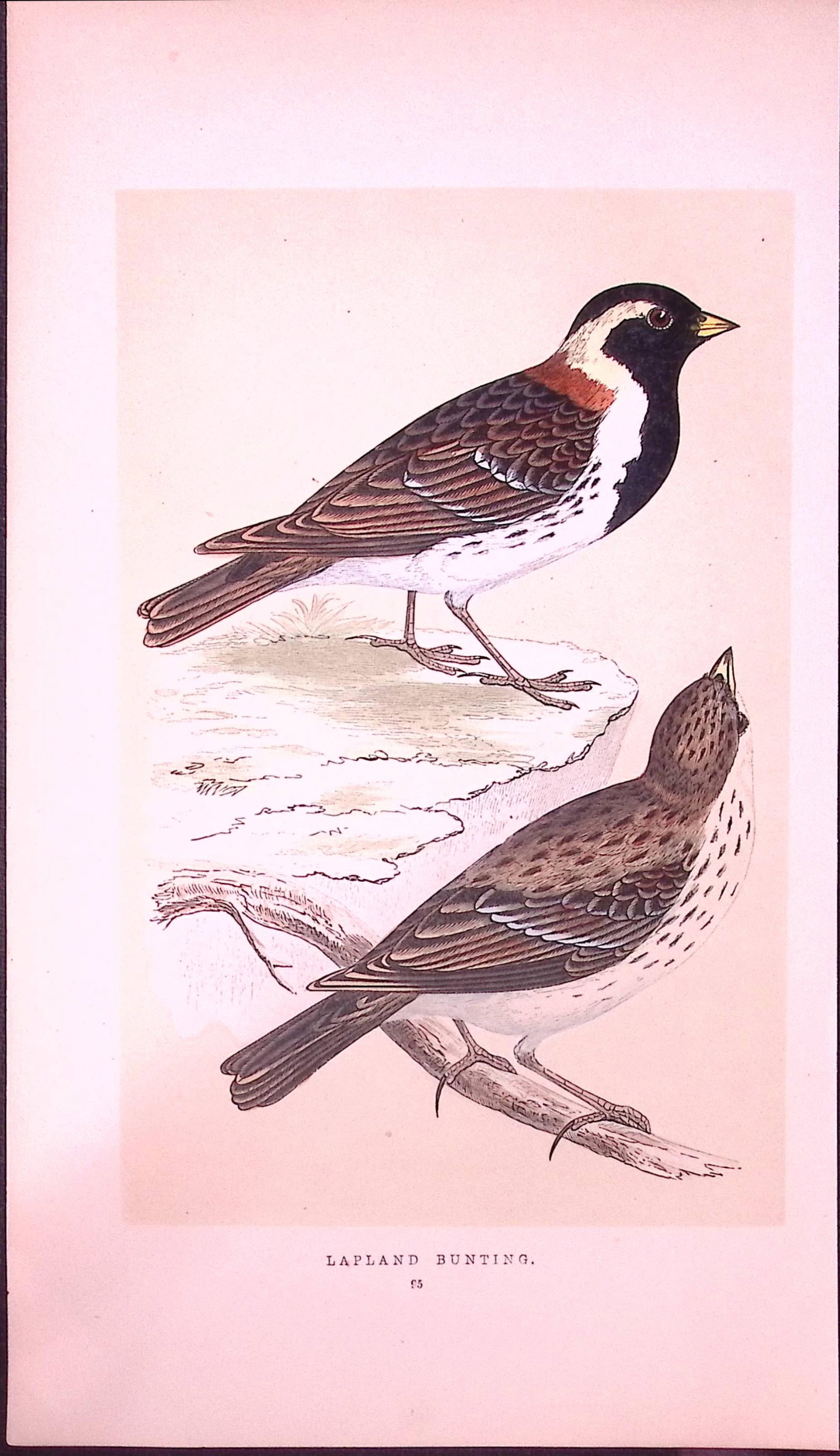 Lapland Bunting Rev Morris First Edition Antique Woodblock Engraving-149: Title: Lapland Bunting Rev Morris First Edition Antique Woodblock Engraving-149 Description: This Chromolithographic Woodblock Engraving Has Been Removed from a First Antique Edition of. R