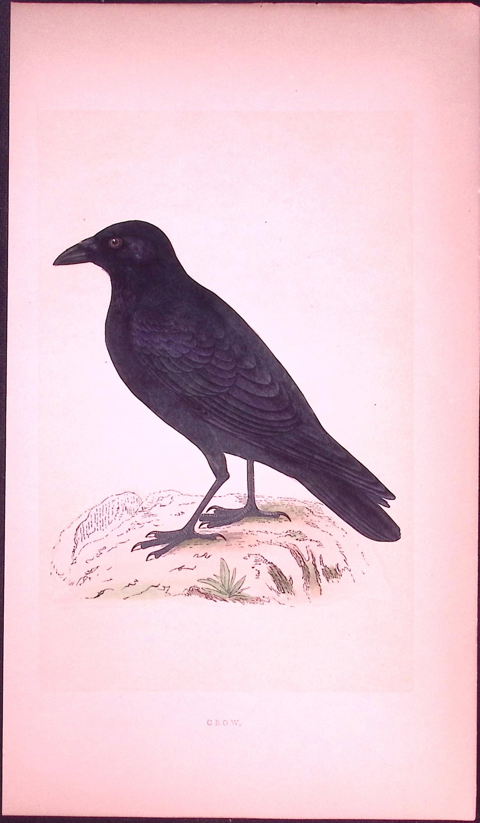 Crow Bird- Rev Morris First Edition Antique Woodblock Engraving-52: Title: Crow Bird- Rev Morris First Edition Antique Woodblock Engraving-52 Description: This Chromolithographic Woodblock Engraving Has Been Removed from a First Antique Edition of. Rev F O Morris A