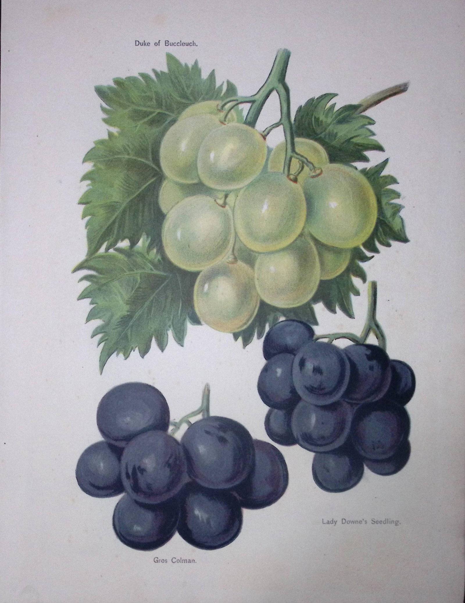 Grapes-Duke of Buccleuch, Gros Colman, Lady Downes Antique Mary Rivers Illustration-43: Title: Grapes-Duke of Buccleuch, Gros Colman, Lady Downes Antique Mary Rivers Illustration-43 Description: This Chromolithographed Print Measure Approximately 10 X 8 (Inches) 274. x