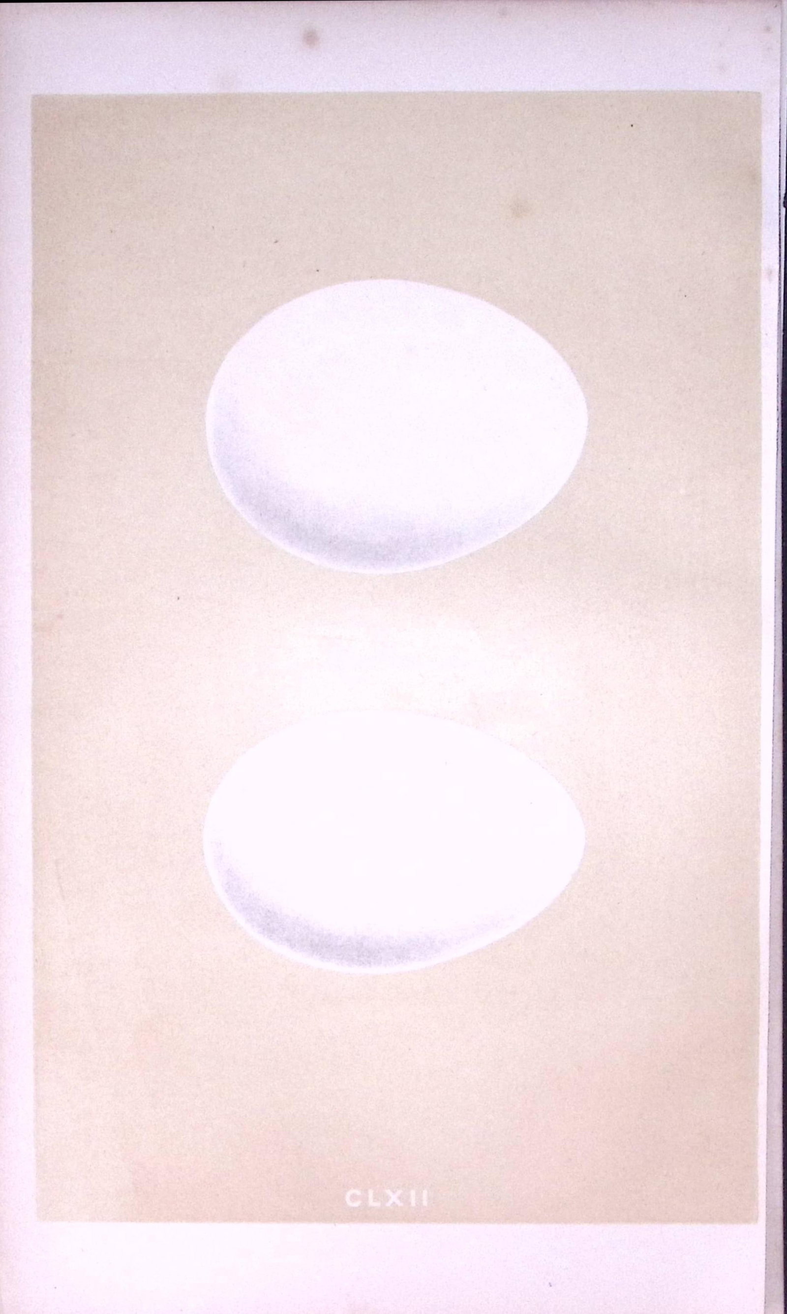 White Stork Bird Egg- Rev Morris First Edition Antique Woodblock Engraving-19: Title: White Stork Bird Egg- Rev Morris First Edition Antique Woodblock Engraving-19 Description: This Chromolithographic Woodblock Engraving Has Been Removed from a First Antique Edition of. R