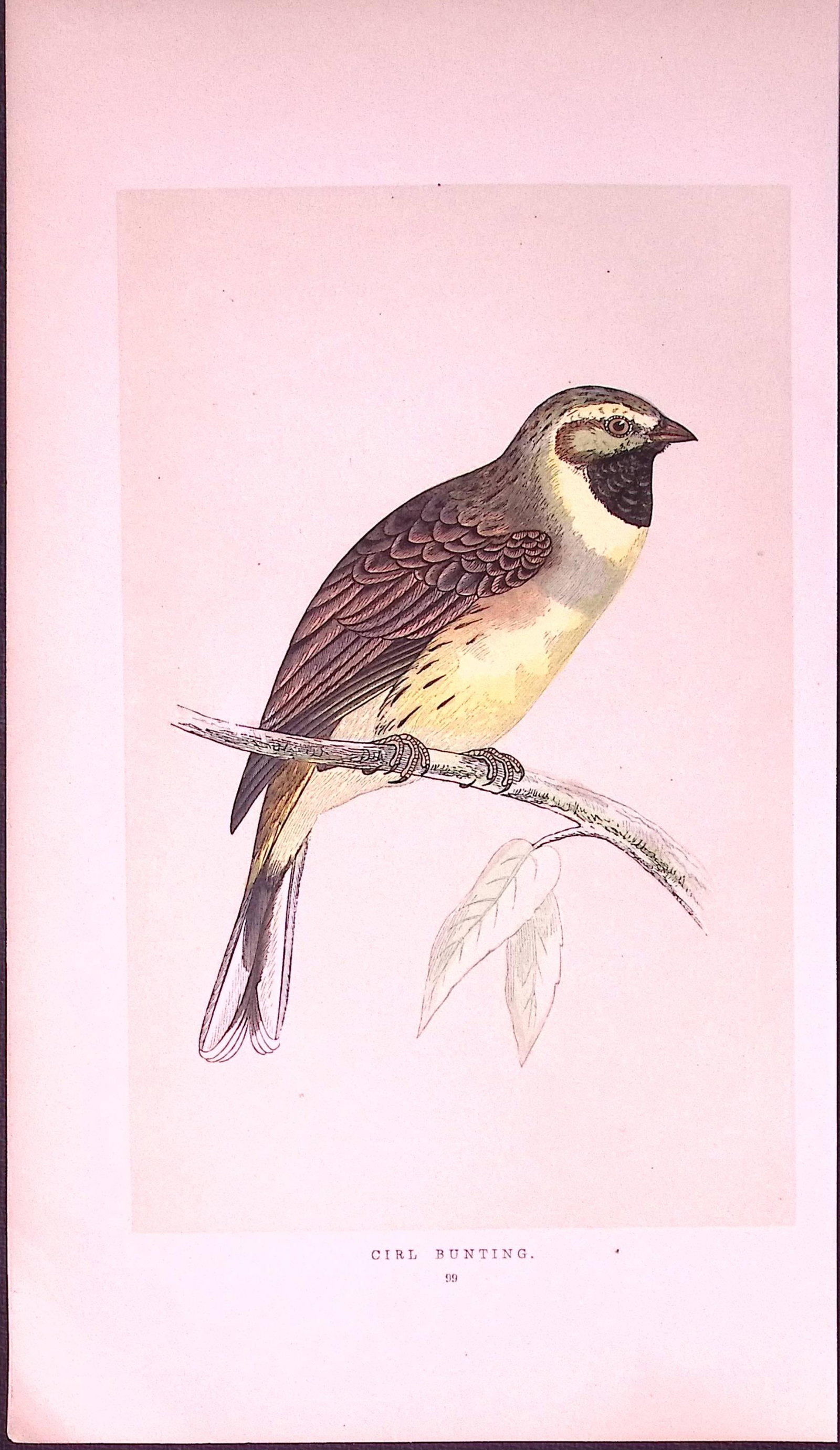Cirl Bunting Rev Morris First Edition Antique Woodblock Engraving-153: Title: Cirl Bunting Rev Morris First Edition Antique Woodblock Engraving-153 Description: This Chromolithographic Woodblock Engraving Has Been Removed from a First Antique Edition of. Rev