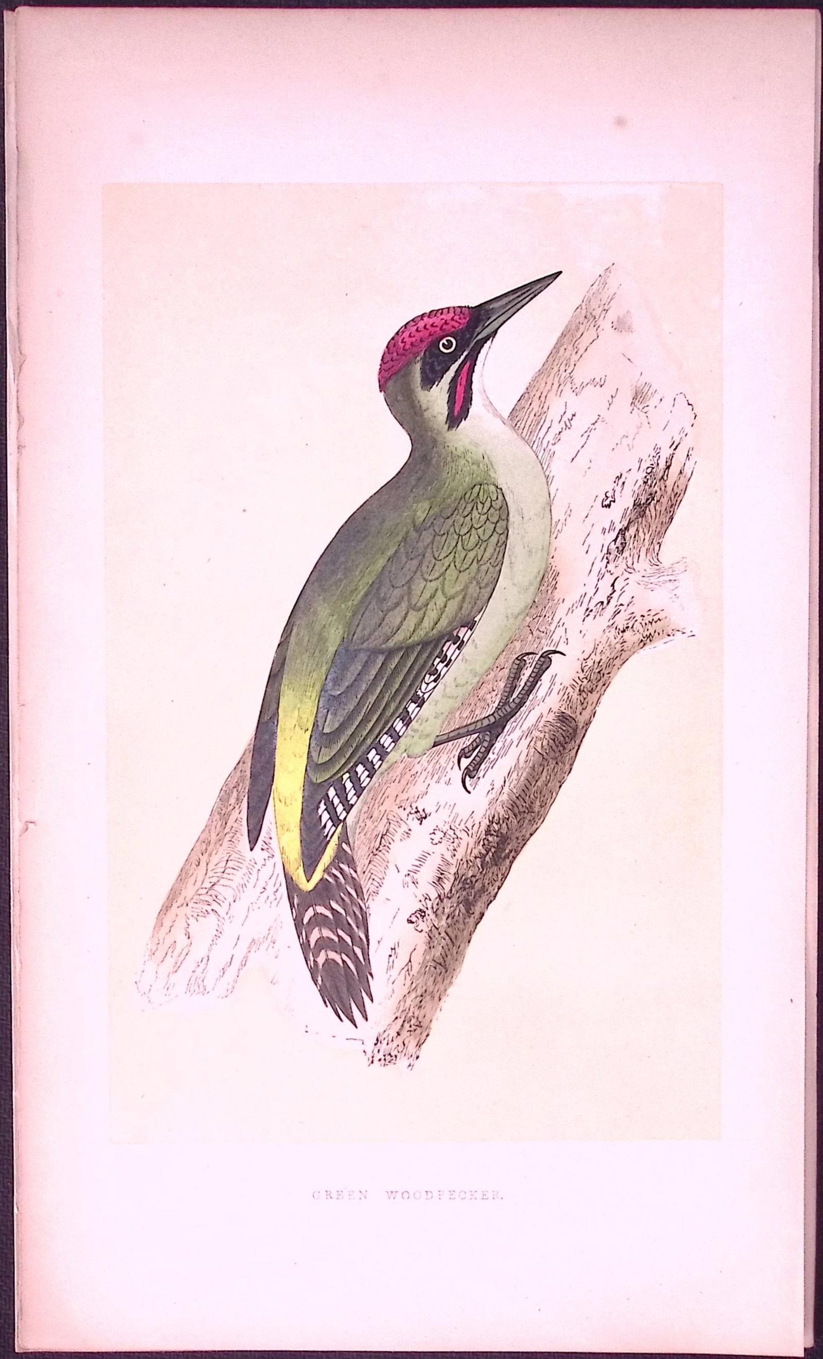 Green Woodpecker Bird- Rev Morris First Edition Antique Woodblock Engraving-118: Title: Green Woodpecker Bird- Rev Morris First Edition Antique Woodblock Engraving-118 Description: This Chromolithographic Woodblock Engraving Has Been Removed from a First Antique Edition of. Rev F