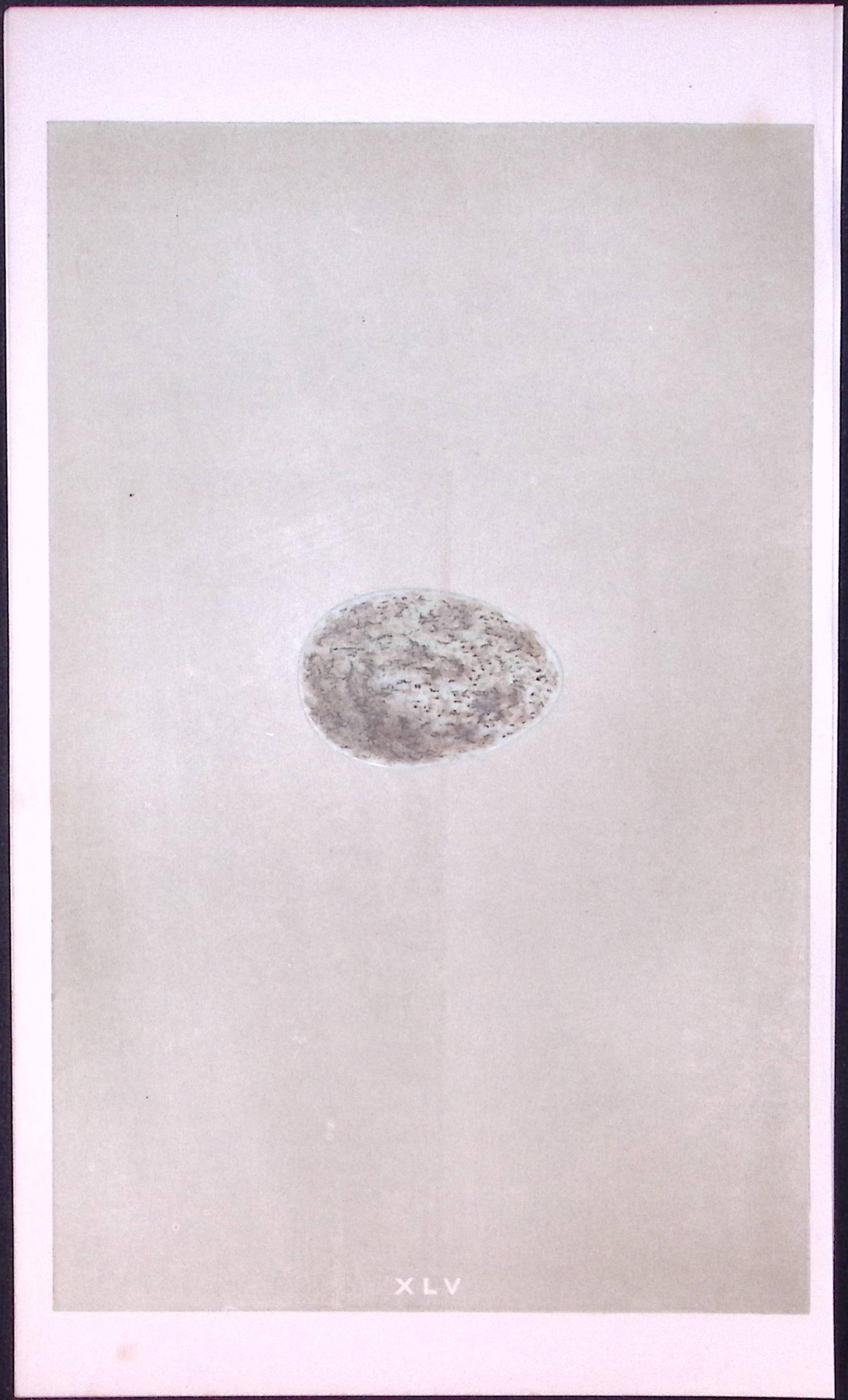 Hooded Crow Bird Egg- Rev Morris First Edition Antique Woodblock Engraving-13 (1 of 1)