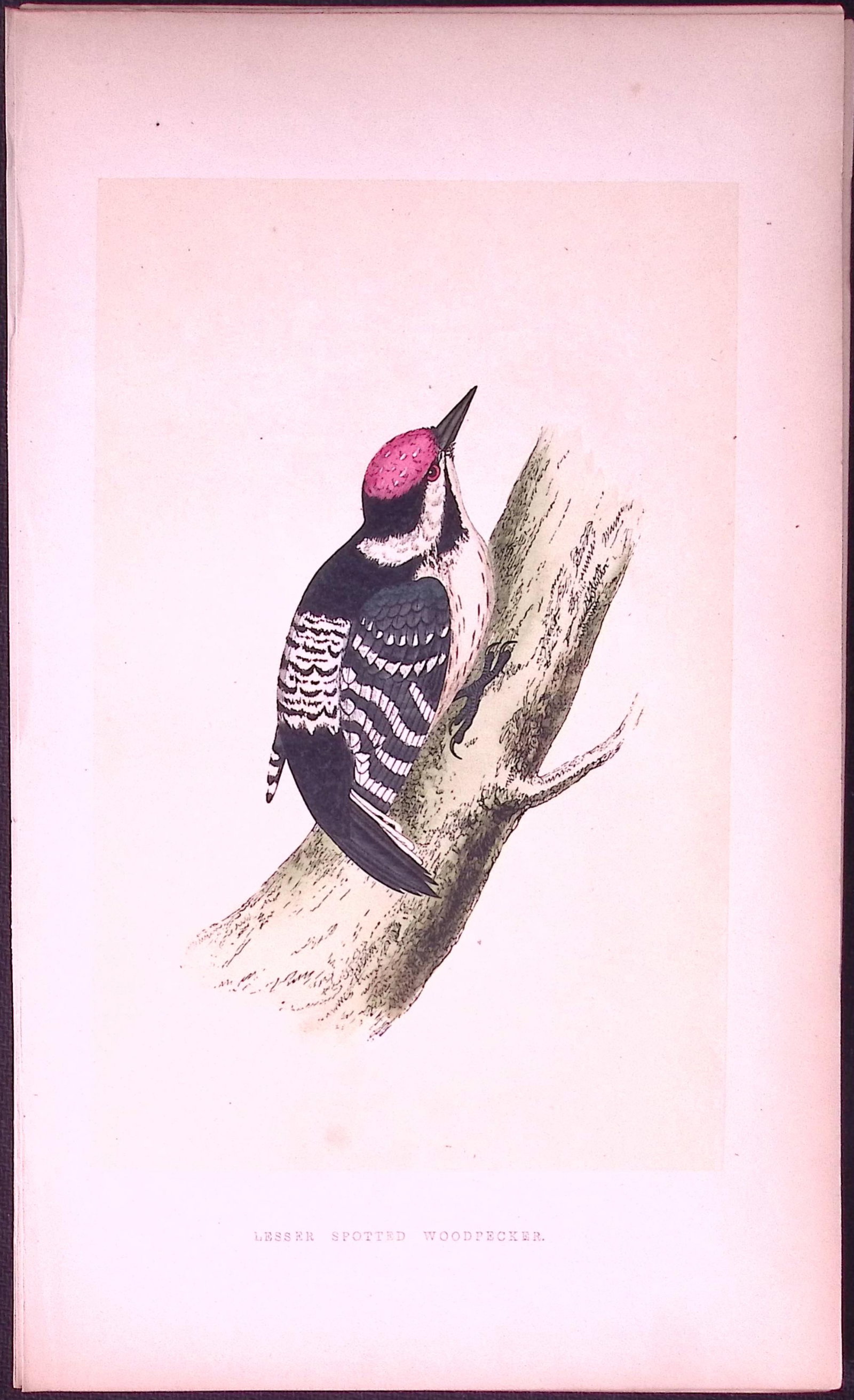 Lesser Spotted Woodpecker Bird- Rev Morris First Edition Antique Woodblock Engraving-120: Title: Lesser Spotted Woodpecker Bird- Rev Morris First Edition Antique Woodblock Engraving-120 Description: This Chromolithographic Woodblock Engraving Has Been Removed from a First Antique Edition