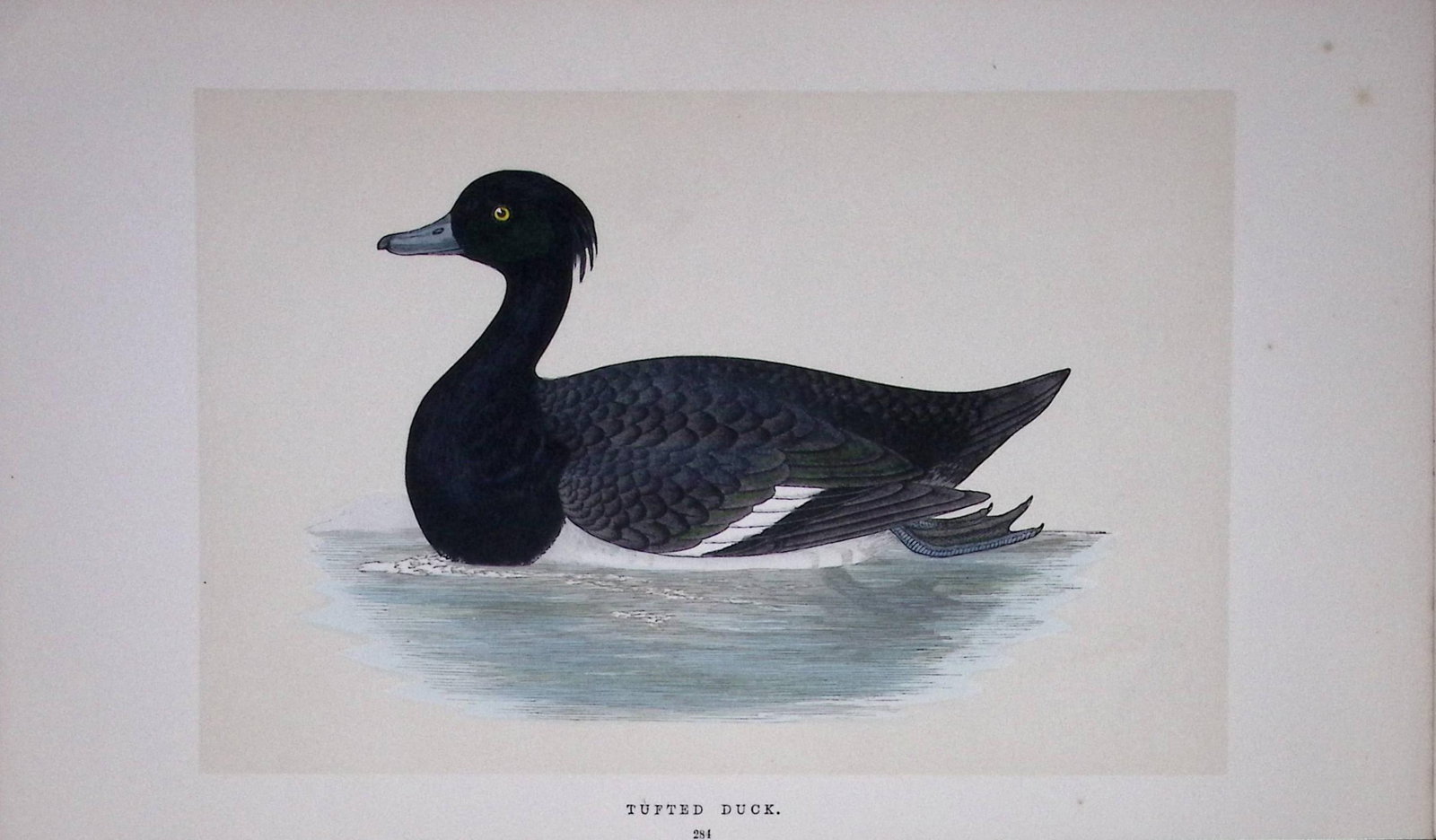 Tufted Duck Bird- Rev Morris First Edition Antique Woodblock Engraving-113: Title: Tufted Duck Bird- Rev Morris First Edition Antique Woodblock Engraving-113 Description: This Chromolithographic Woodblock Engraving Has Been Removed from a First Antique Edition of. Rev F O