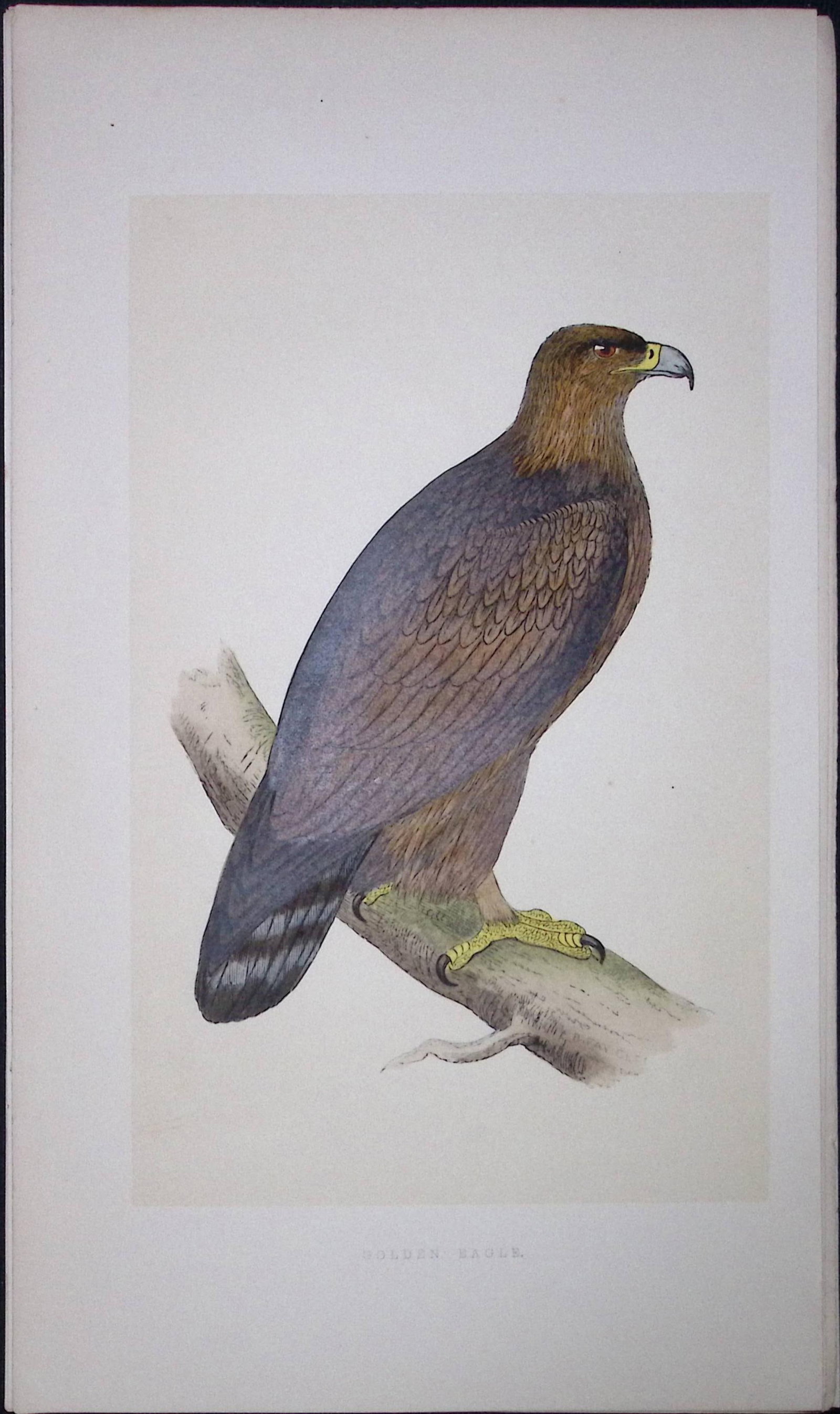 Golden Eagle Rev Morris First Edition Antique Woodblock Engraving-4: Title: Golden Eagle Rev Morris First Edition Antique Woodblock Engraving-4 Description: This Chromolithographic Woodblock Engraving Has Been Removed from a First Antique Edition of. Rev F O Morris A