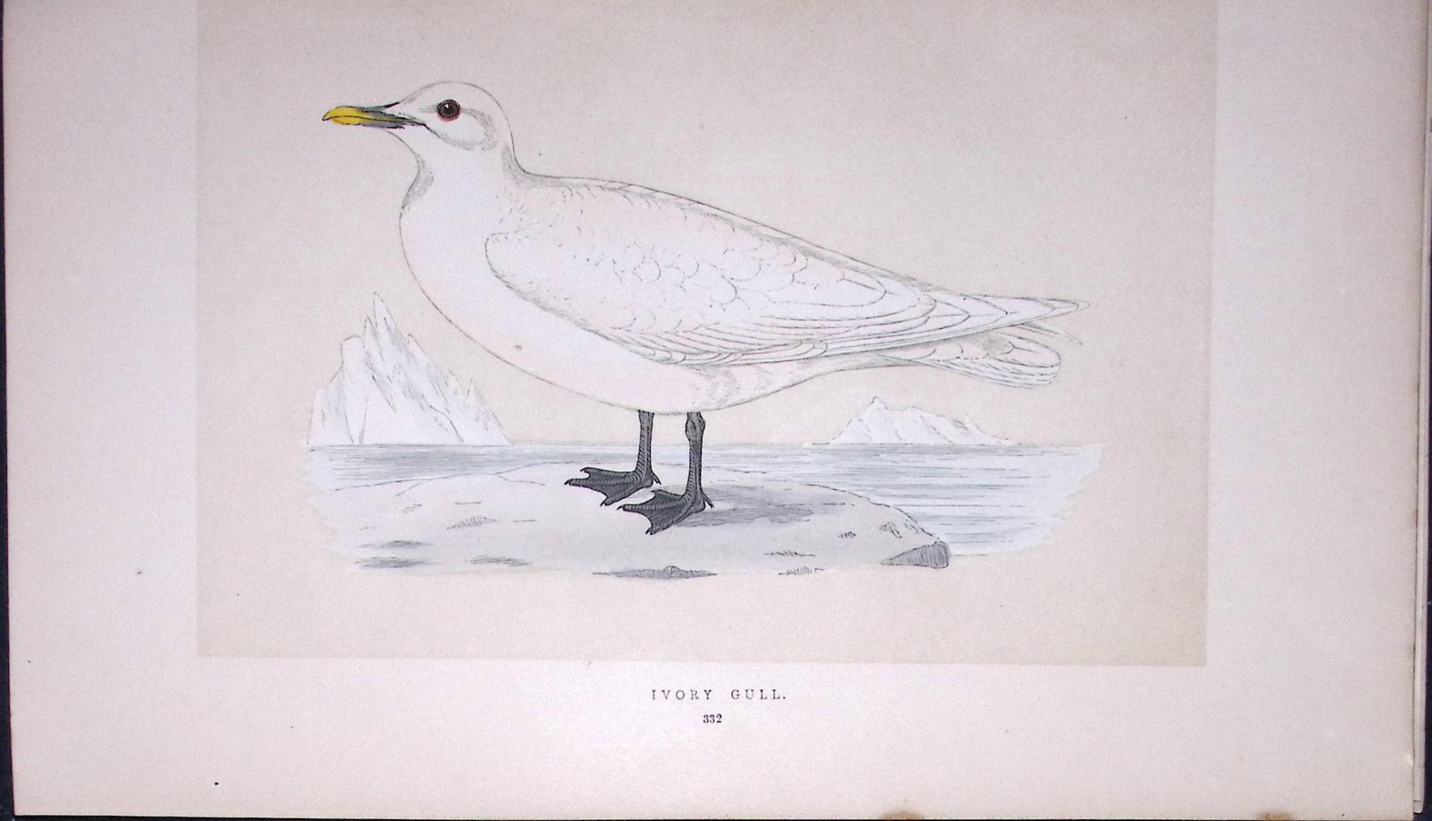 Ivory Gull Bird- Rev Morris First Edition Antique Woodblock Engraving-205 (1 of 1)