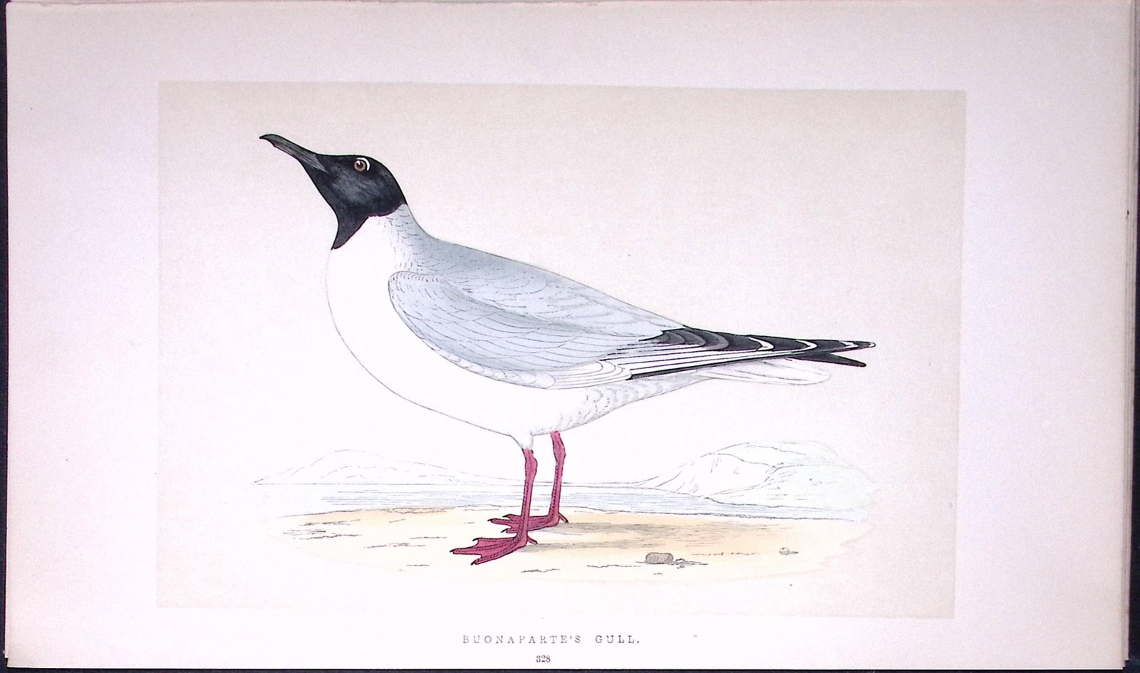 Bonaparte’s Gull Bird- Rev Morris First Edition Antique Woodblock Engraving-201 (1 of 1)