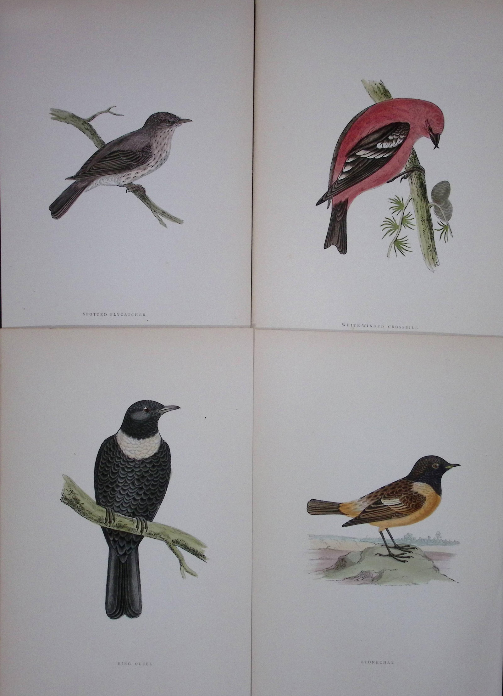 Job-Lot Rev Morris History of British Birds 130 Yrs-Old Antique Engravings-14: Title: Job-Lot Rev Morris History of British Birds 130 Yrs-Old Antique Engravings-14 Description: These 4 Chromolithographic Engraved Plates Has Been Removed from an Antique Edition of. Rev F O