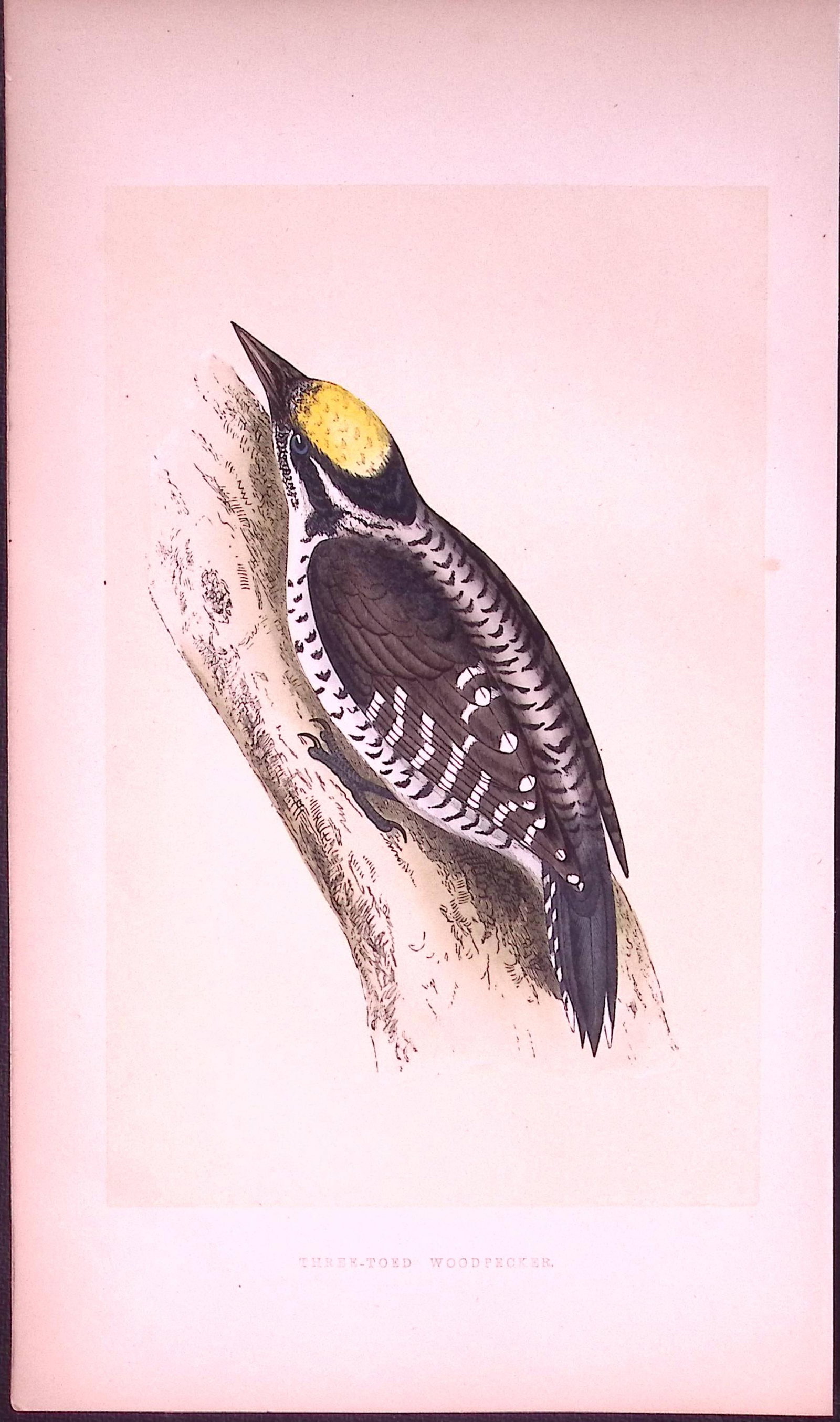 Three Toad Woodpecker Bird- Rev Morris First Edition Antique Woodblock Engraving-122 (1 of 1)