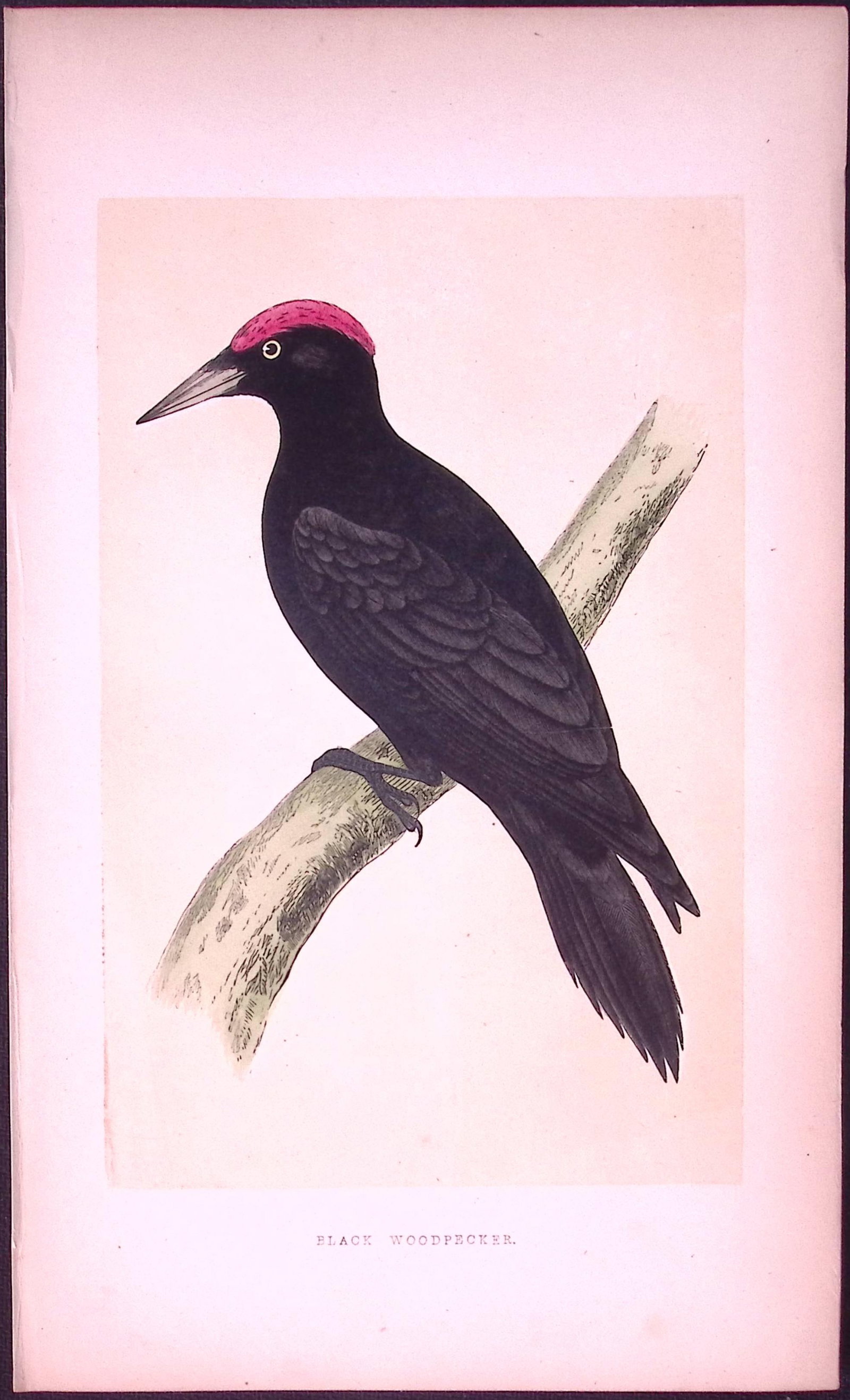 Black Woodpecker Bird- Rev Morris First Edition Antique Woodblock Engraving-117: Title: Black Woodpecker Bird- Rev Morris First Edition Antique Woodblock Engraving-117 Description: This Chromolithographic Woodblock Engraving Has Been Removed from a First Antique Edition of. Rev F