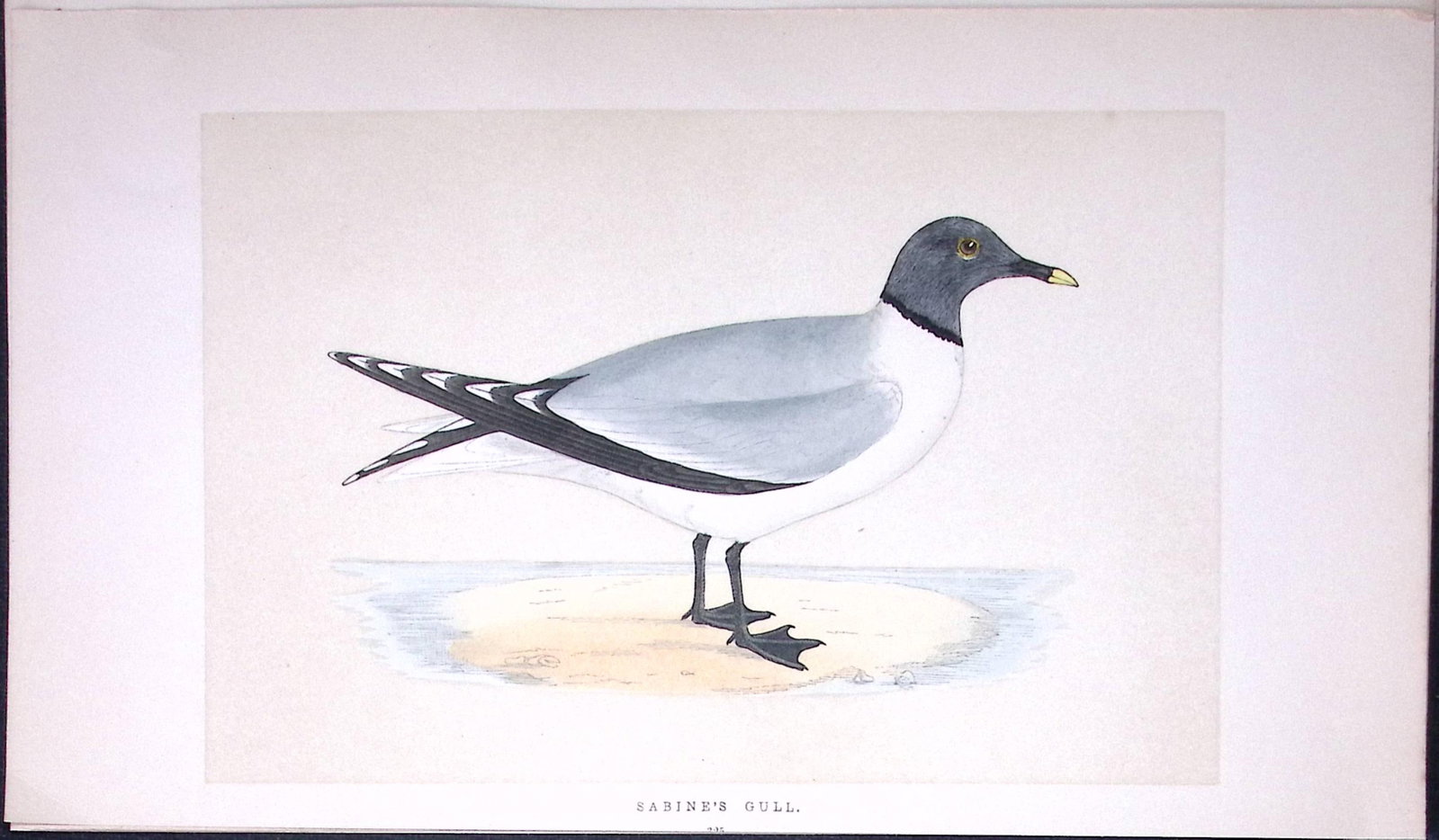 Sabine’s Gull Bird- Rev Morris First Edition Antique Woodblock Engraving-198 (1 of 1)