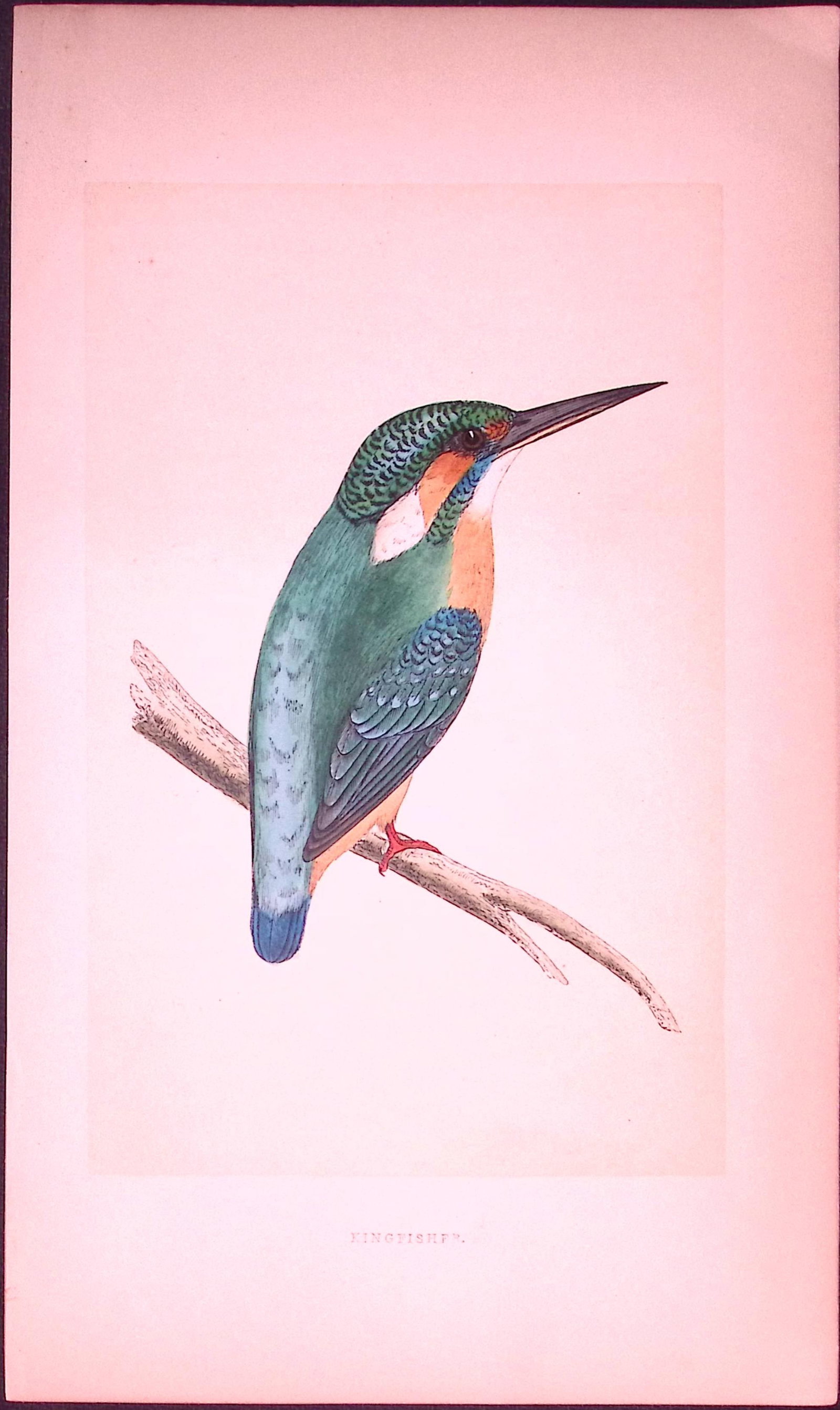 Kingfisher Bird- Rev Morris First Edition Antique Woodblock Engraving-46: Title: Kingfisher Bird- Rev Morris First Edition Antique Woodblock Engraving-46 Description: This Chromolithographic Woodblock Engraving Has Been Removed from a First Antique Edition of. Rev F O