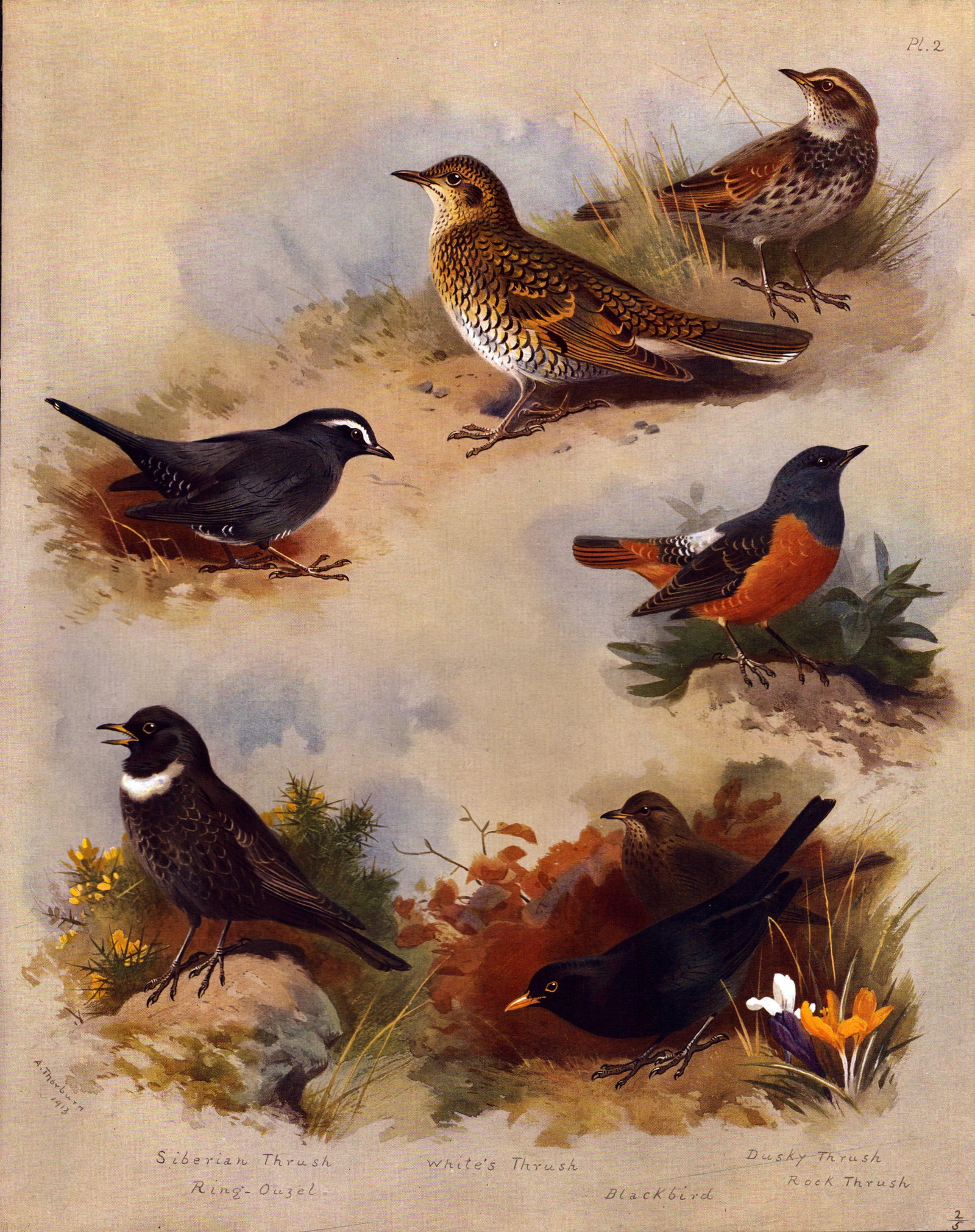 Thorburn Antique Scarce 2nd Edition Large Bird Lithograph The Thrush Family-2. (1 of 2)