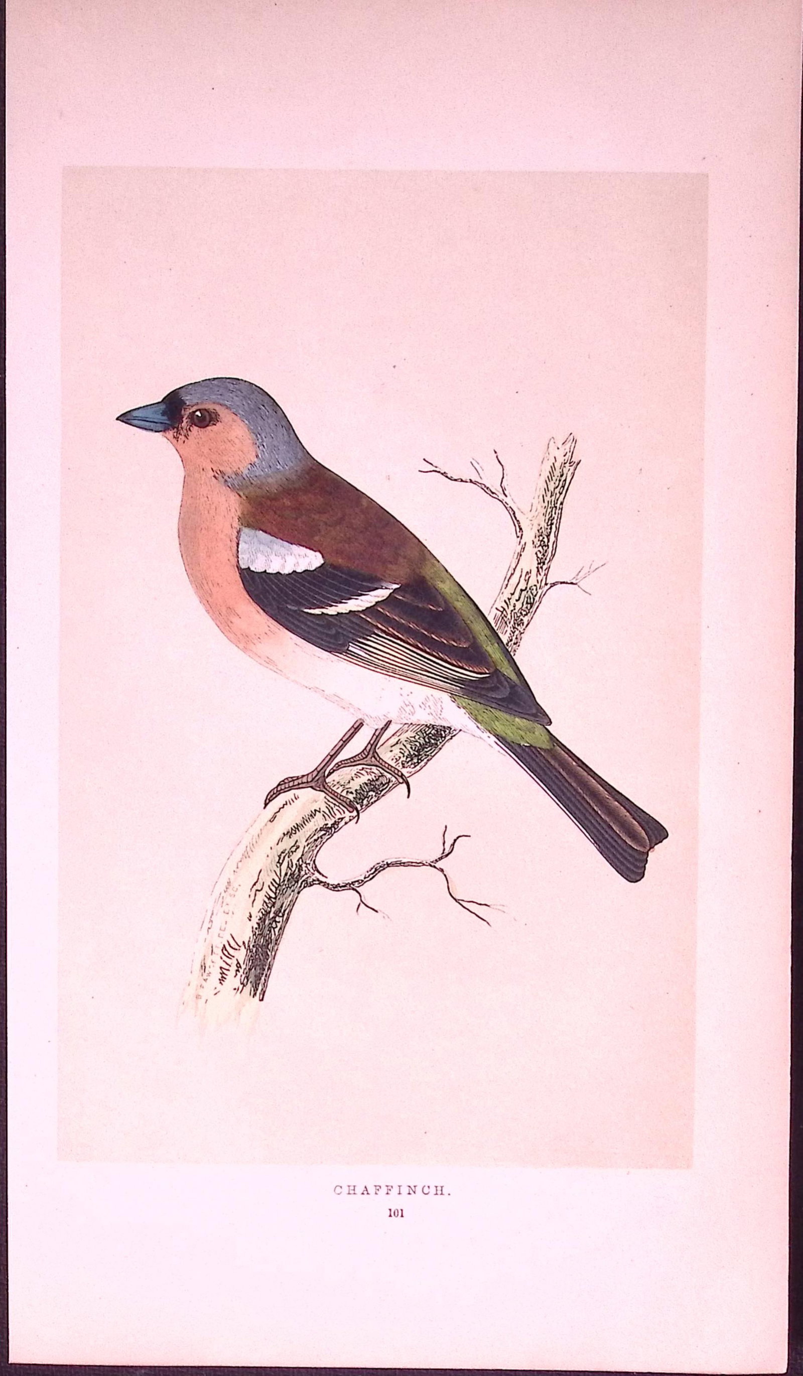 Chaffinch Rev Morris First Edition Antique Woodblock Engraving-155: Title: Chaffinch Rev Morris First Edition Antique Woodblock Engraving-155 Description: This Chromolithographic Woodblock Engraving Has Been Removed from a First Antique Edition of. Rev F O Morr