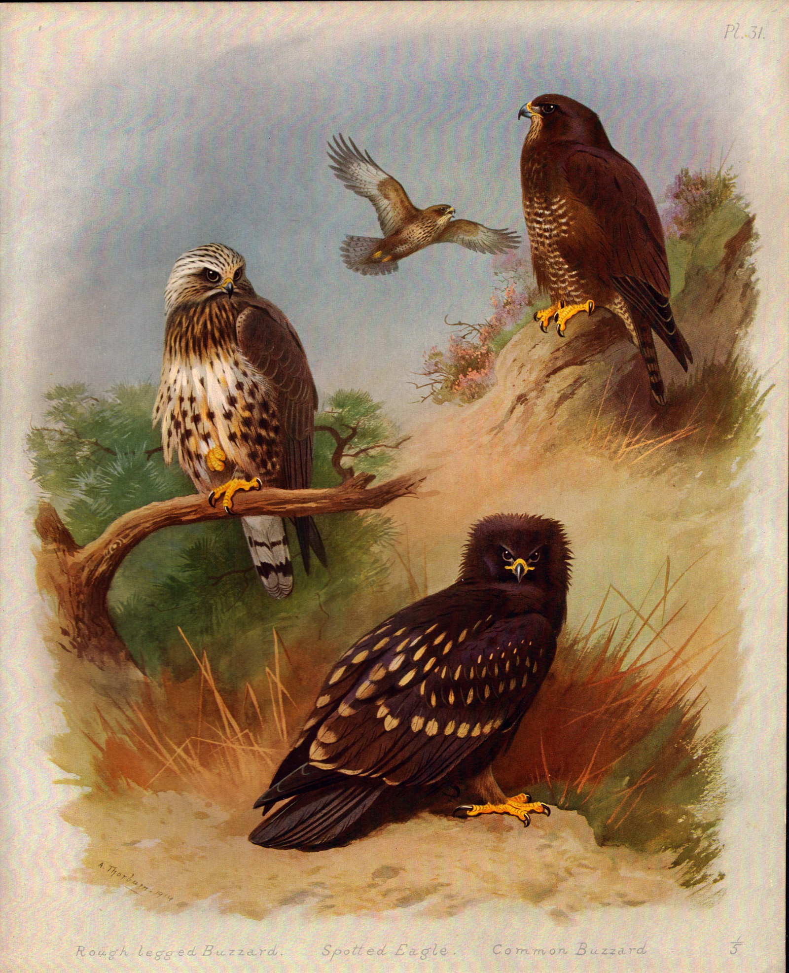 Antique Scarce Second Edition Large Bird Lithograph Spotted Eagle & Buzzards-31.: Title: Antique Scarce Second Edition Large Bird Lithograph Spotted Eagle & Buzzards-31. Description: This Antique 2nd Edition Illustration Was Removed from an Edition of. Archibald Thorburn,