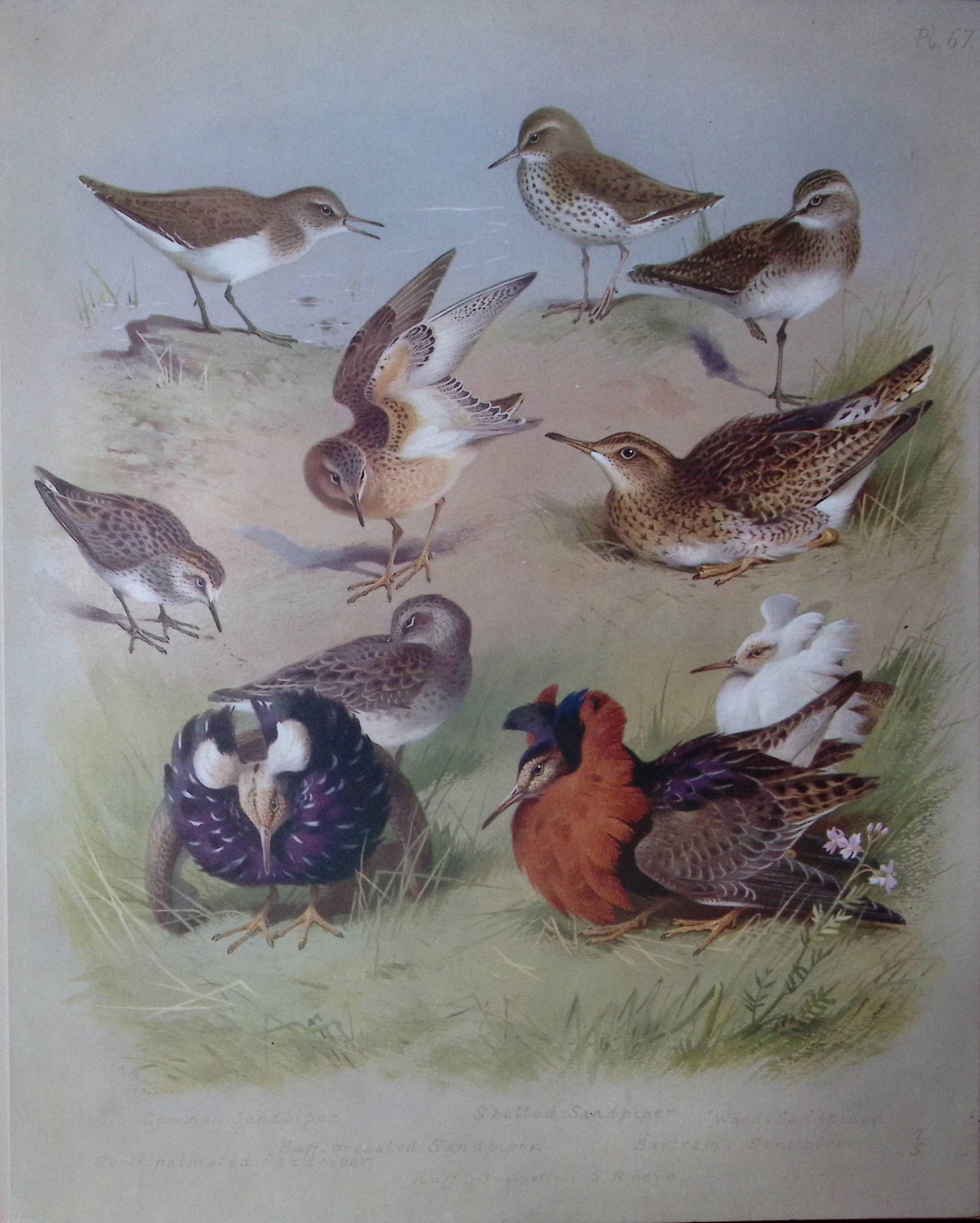 Thorburn Antique Scarce Bird Chromolithograph The Sandpiper Family-67: Title: Thorburn Antique Scarce Bird Chromolithograph The Sandpiper Family-67 Description: This Antique Edition Illustration Was Removed from an Edition of. Archibald Thorburn, British Bird