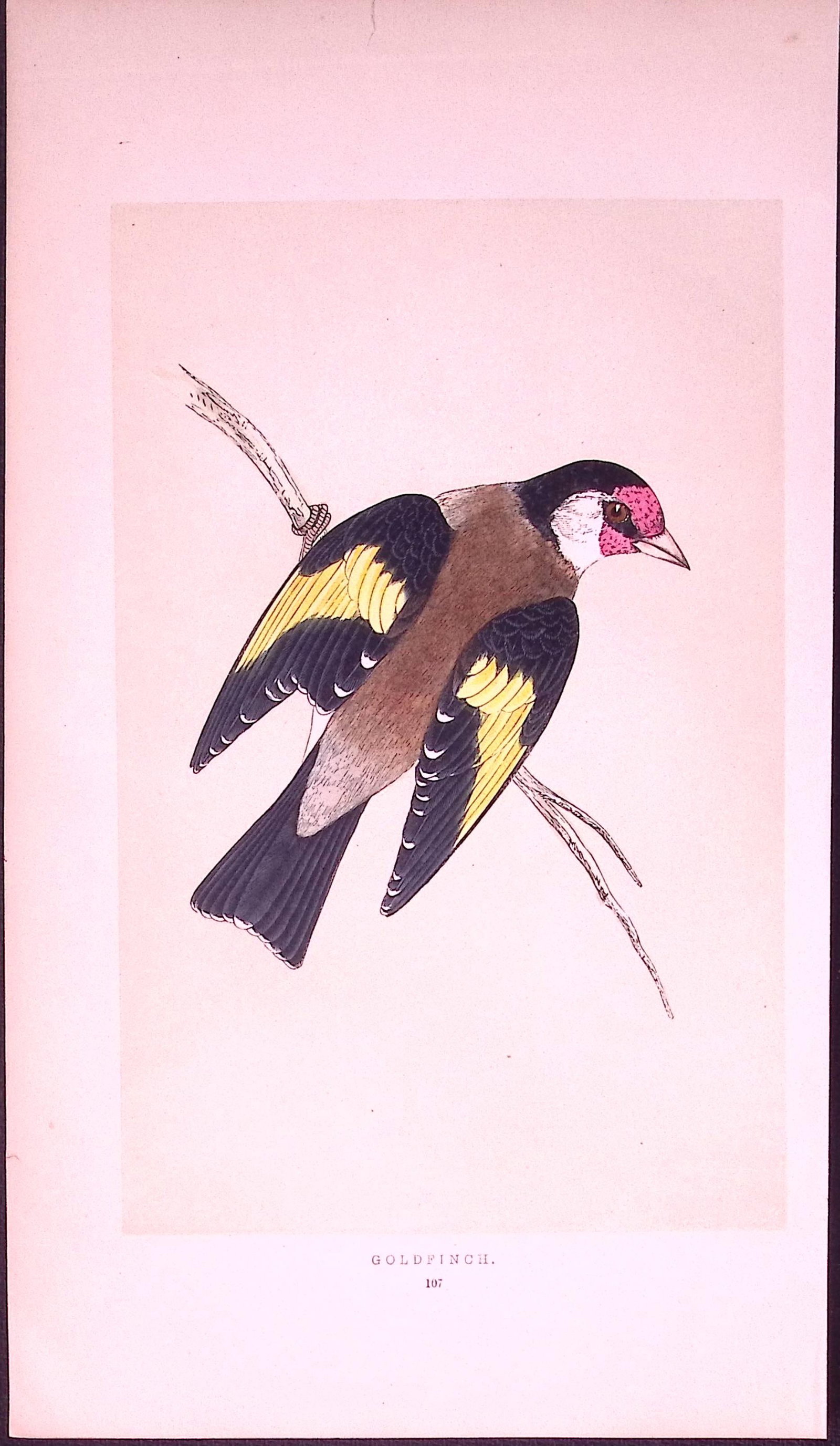 Goldfinch Rev Morris First Edition Antique Woodblock Engraving-161: Title: Goldfinch Rev Morris First Edition Antique Woodblock Engraving-161 Description: This Chromolithographic Woodblock Engraving Has Been Removed from a First Antique Edition of. Rev F O Morr