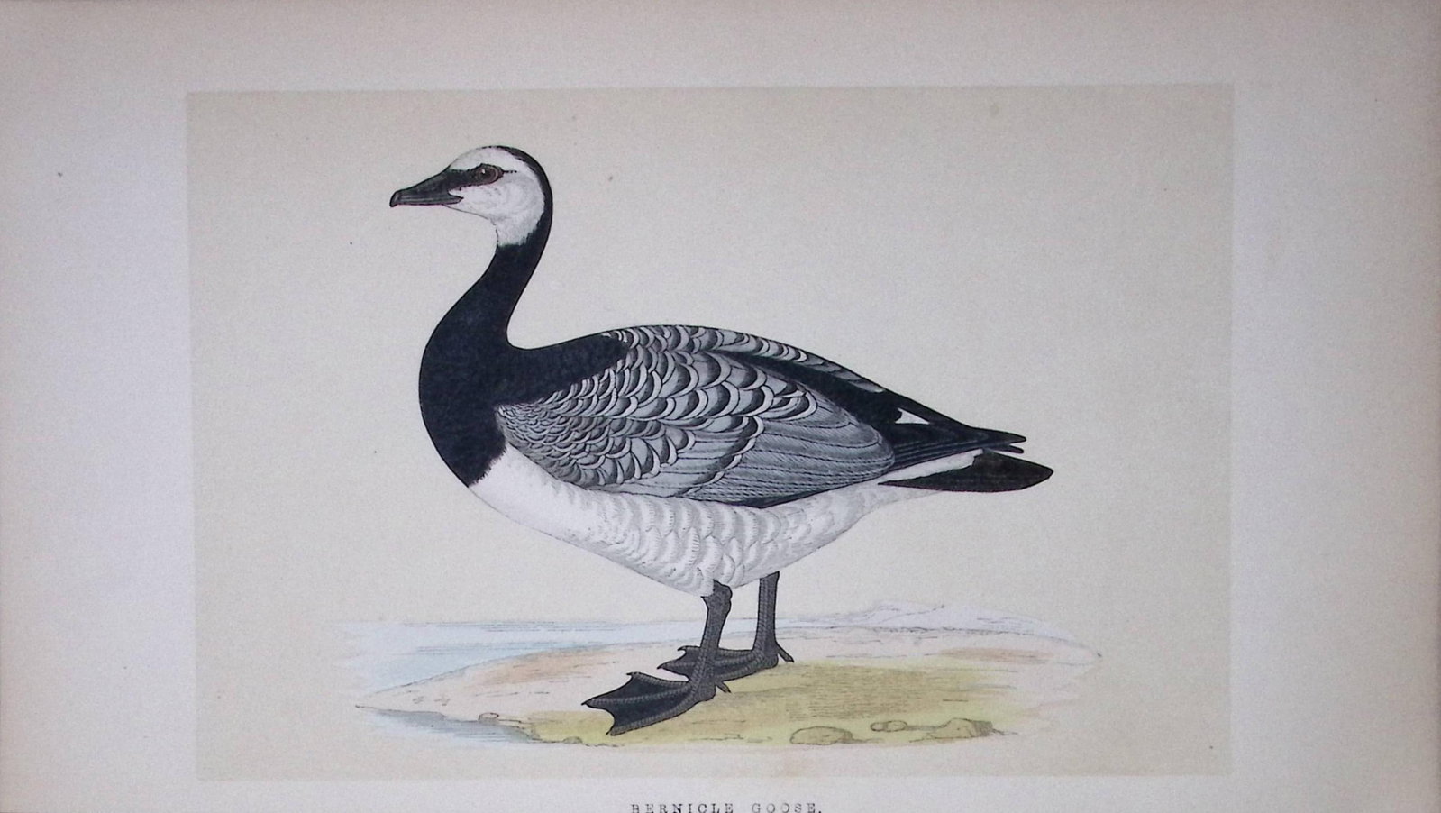 Bernicle Goose Bird- Rev Morris First Edition Antique Woodblock Engraving-73: Title: Bernicle Goose Bird- Rev Morris First Edition Antique Woodblock Engraving-73 Description: This Chromolithographic Woodblock Engraving Has Been Removed from a First Antique Edition of. Rev F O