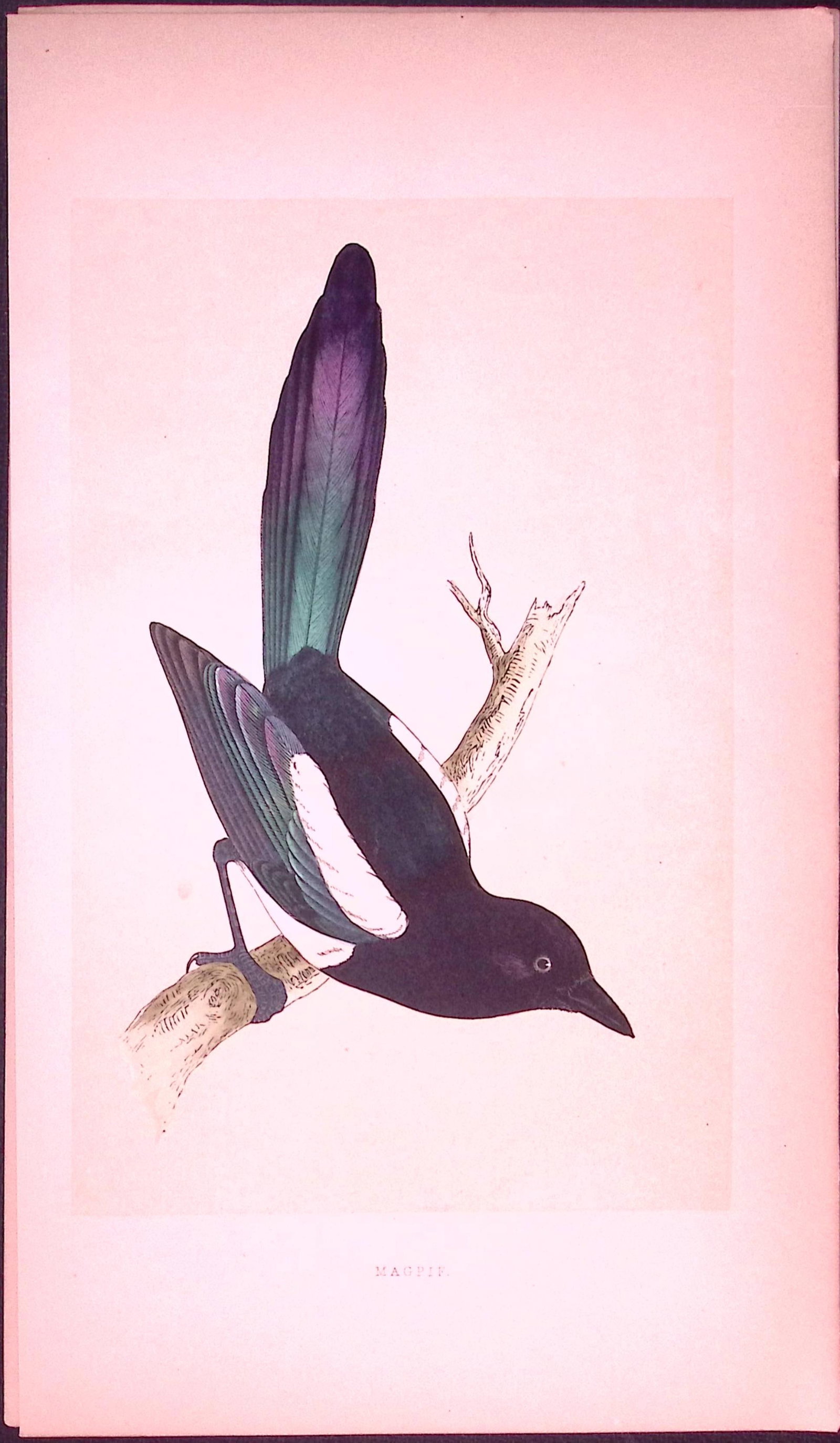 Magpie Bird- Rev Morris First Edition Antique Woodblock Engraving-55 (1 of 2)