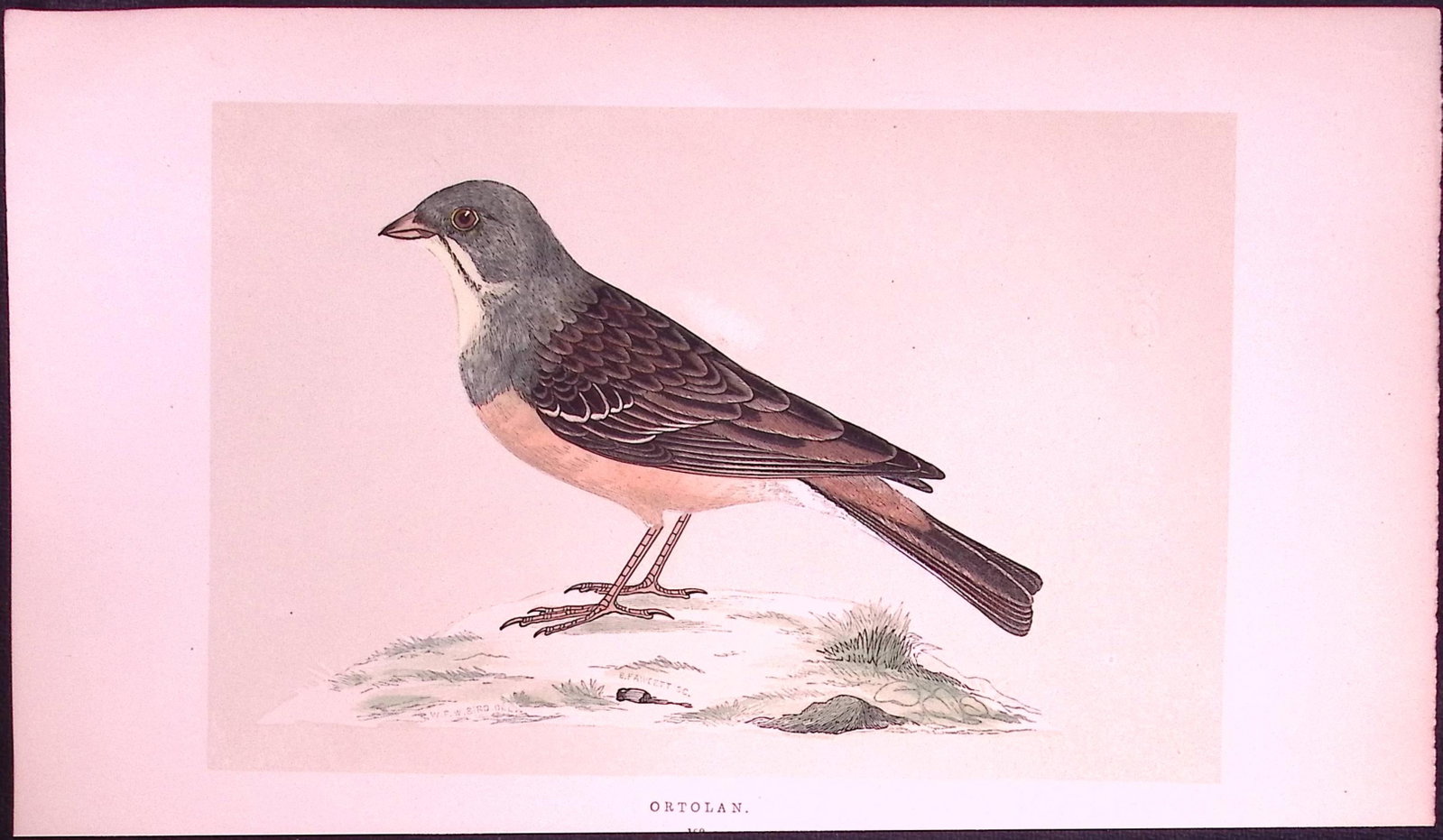 Ortolan Rev Morris First Edition Antique Woodblock Engraving-154: Title: Ortolan Rev Morris First Edition Antique Woodblock Engraving-154 Description: This Chromolithographic Woodblock Engraving Has Been Removed from a First Antique Edition of. Rev F O Morris A