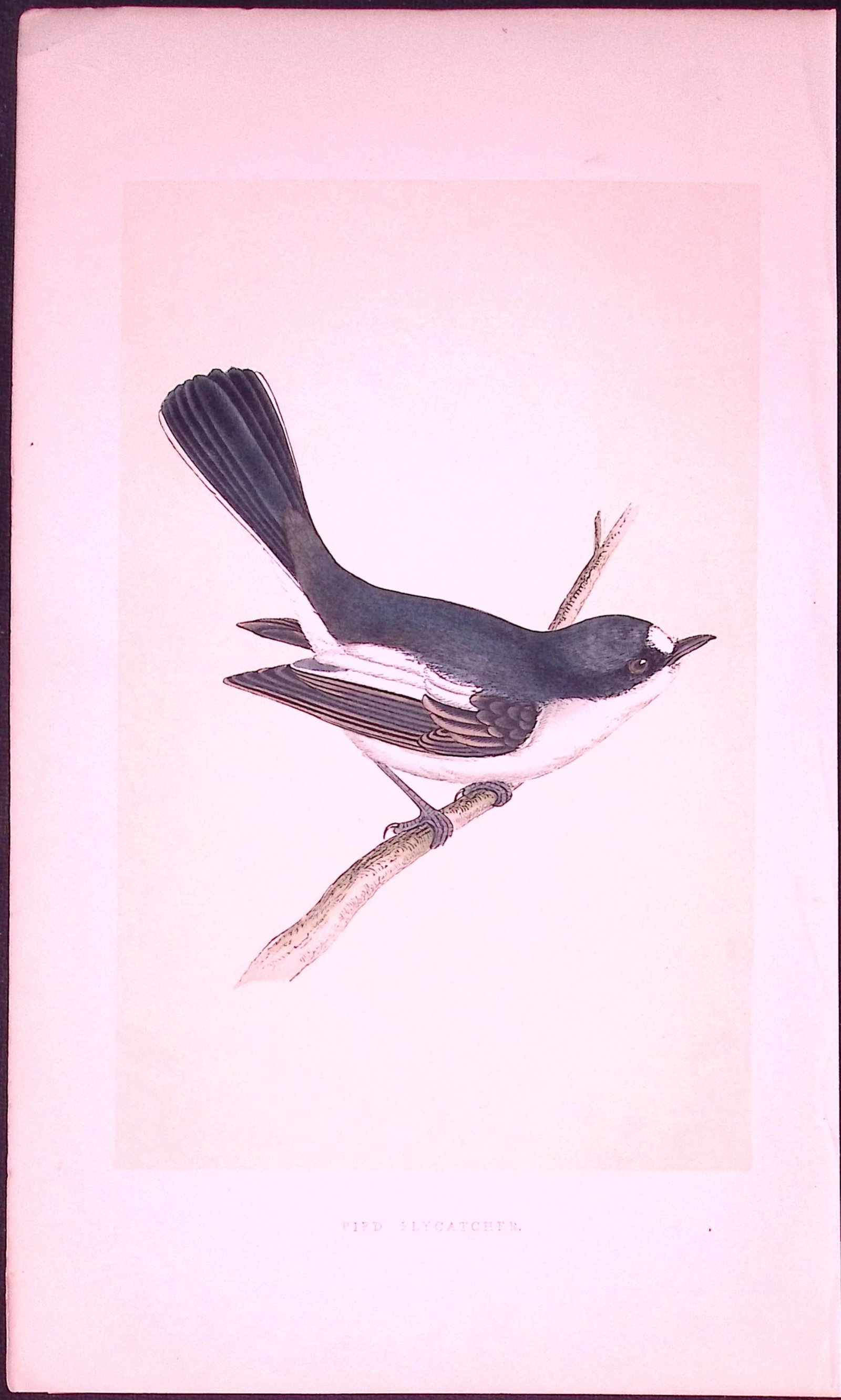 Pied-Flycatcher Bird- Rev Morris First Edition Antique Woodblock Engraving-43 (1 of 2)