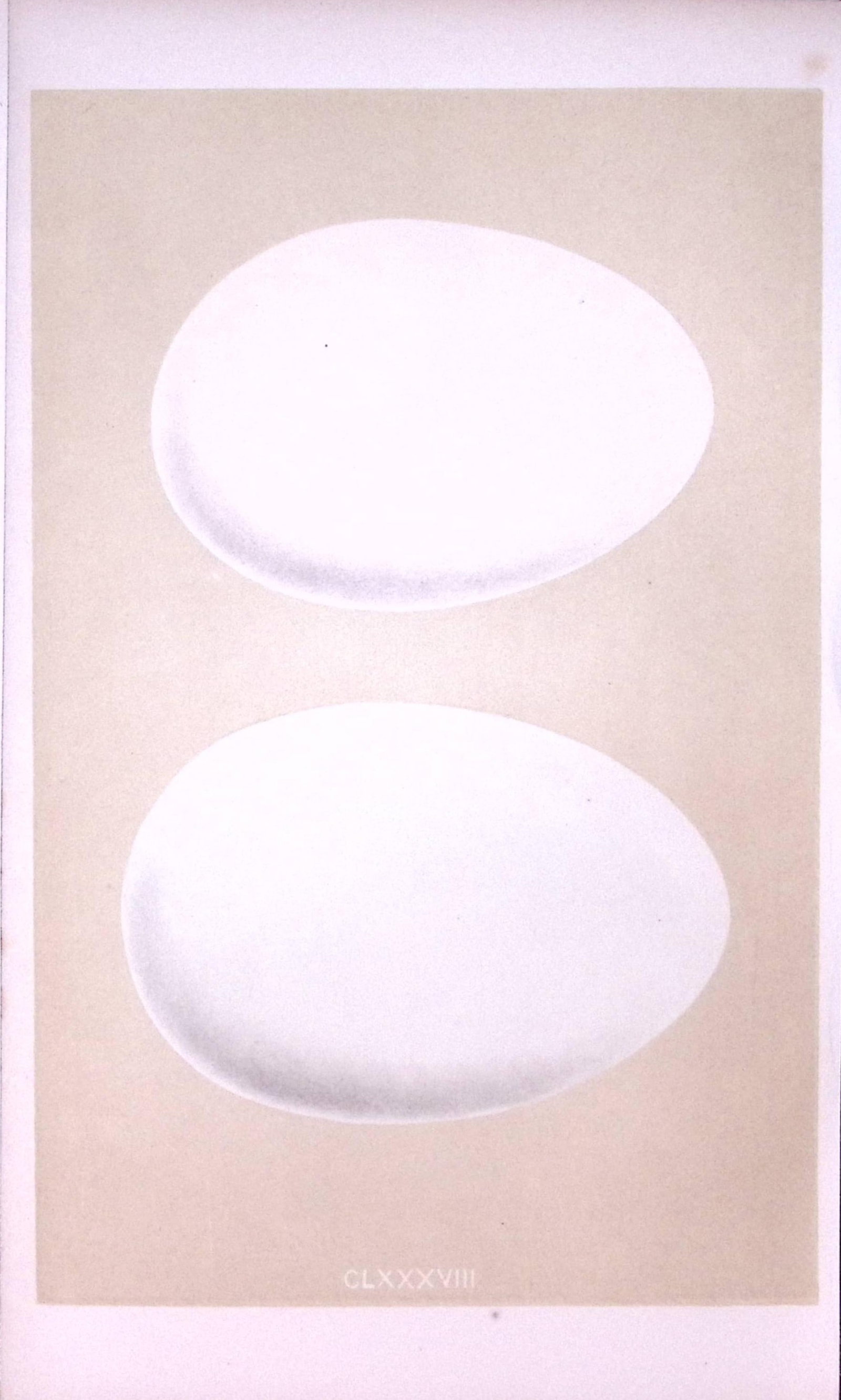 Bewick & Mute Swan Bird Egg- Rev Morris Antique Woodblock Engraving-24 (1 of 1)