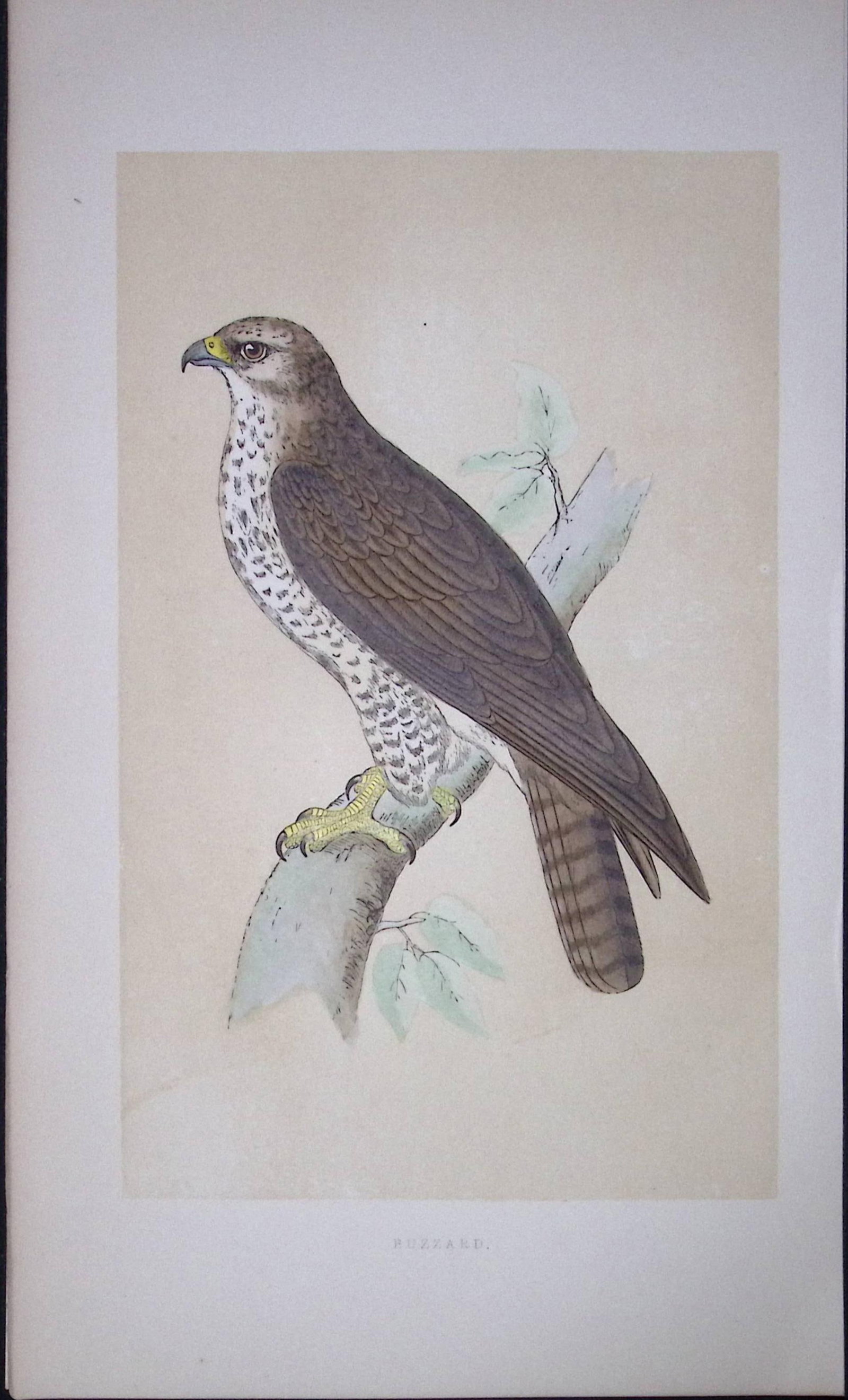 Buzzard Bird- Rev Morris First Edition Antique Woodblock Engraving-7: Title: Buzzard Bird- Rev Morris First Edition Antique Woodblock Engraving-7 Description: This Chromolithographic Woodblock Engraving Has Been Removed from a First Antique Edition of. Rev F O Morris A