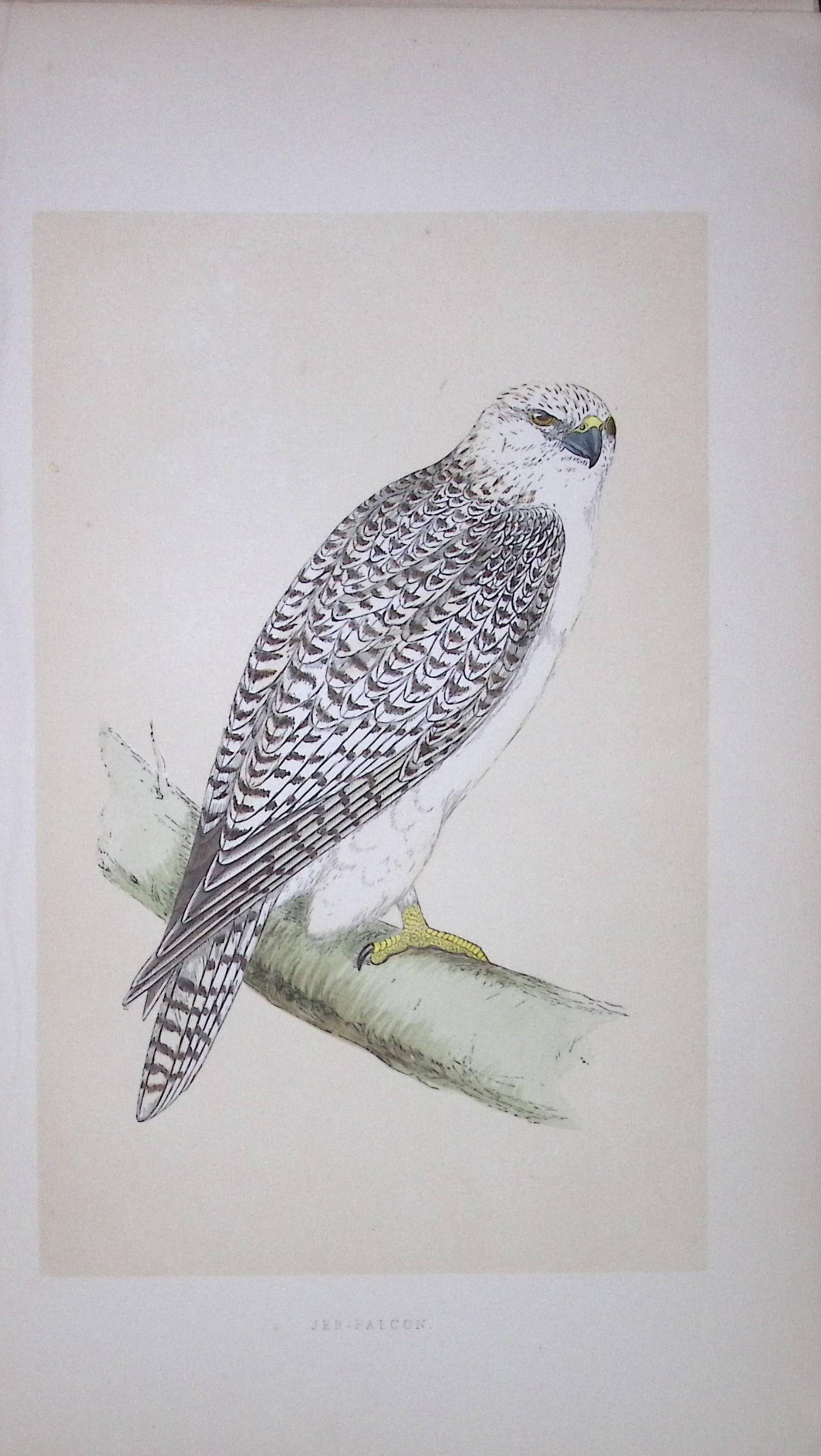 Jer-Falcon Bird- Rev Morris First Edition Antique Woodblock Engraving-12: Title: Jer-Falcon Bird- Rev Morris First Edition Antique Woodblock Engraving-12 Description: This Chromolithographic Woodblock Engraving Has Been Removed from a First Antique Edition of. Rev F O