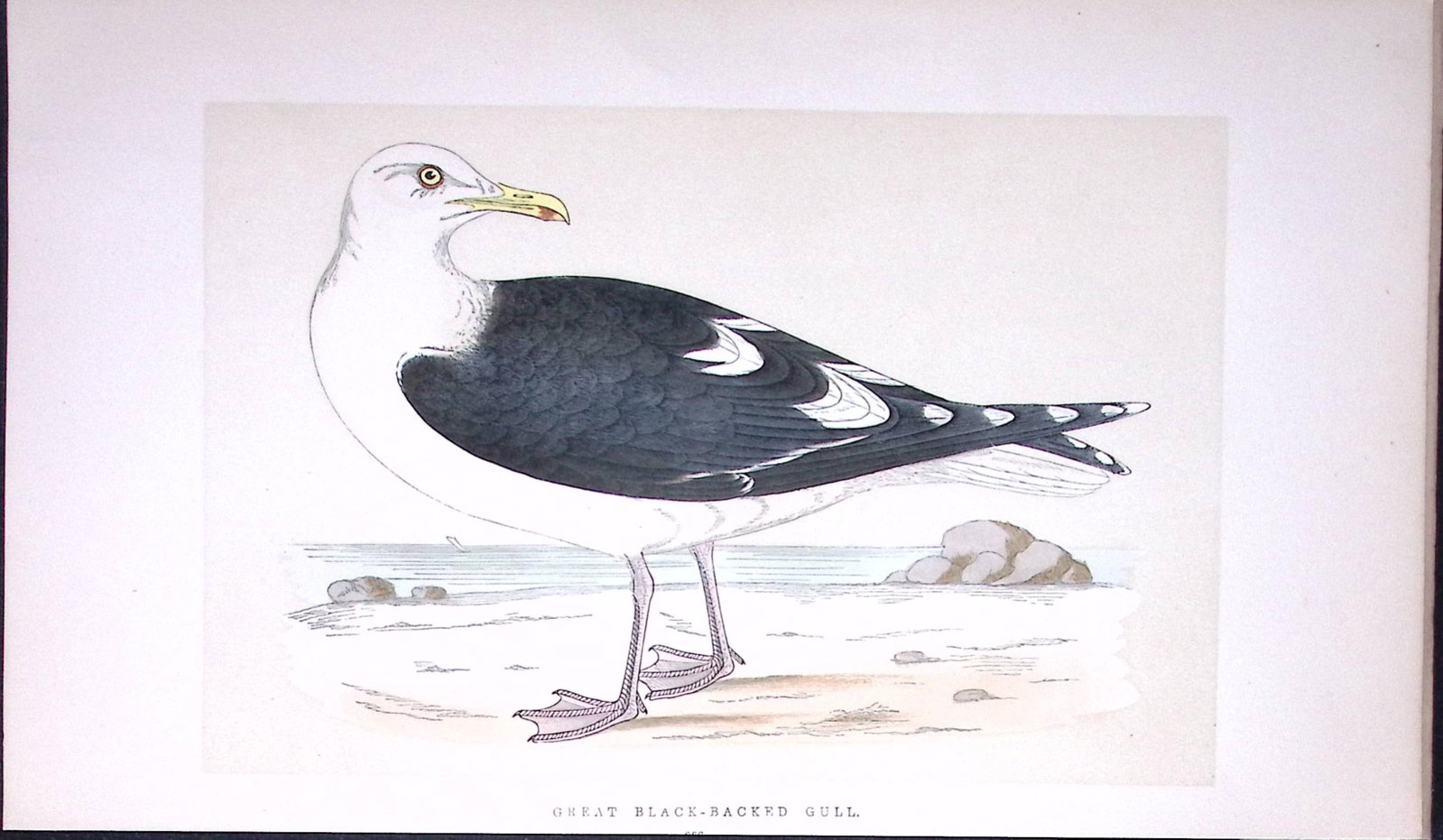 Great Black-Backed Gull Bird- Rev Morris First Edition Antique Woodblock Engraving-209: Title: Great Black-Backed Gull Bird- Rev Morris First Edition Antique Woodblock Engraving-209 Description: This Chromolithographic Woodblock Engraving Has Been Removed from a First Antique Edition