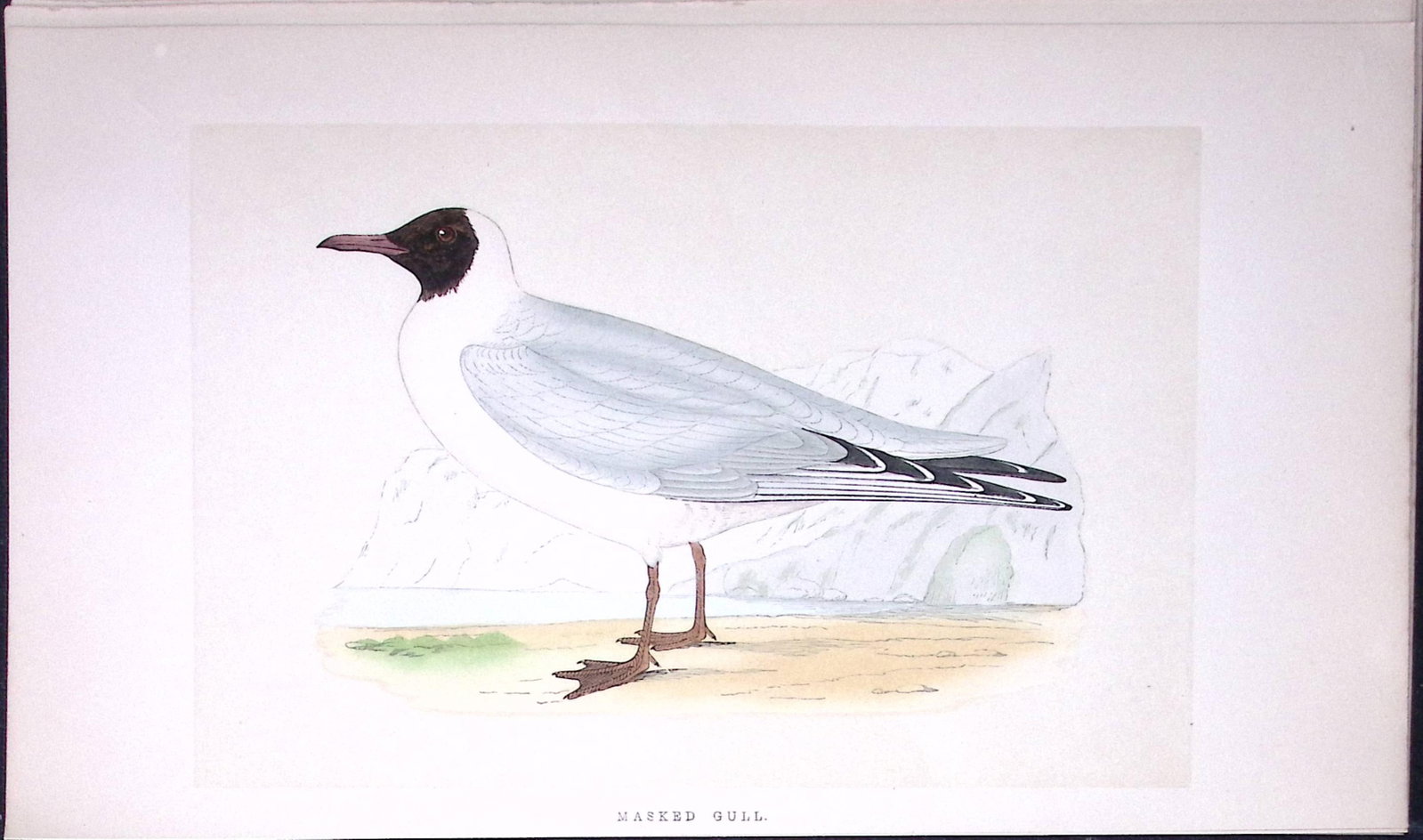 Masked Gull Bird- Rev Morris First Edition Antique Woodblock Engraving-202 (1 of 1)
