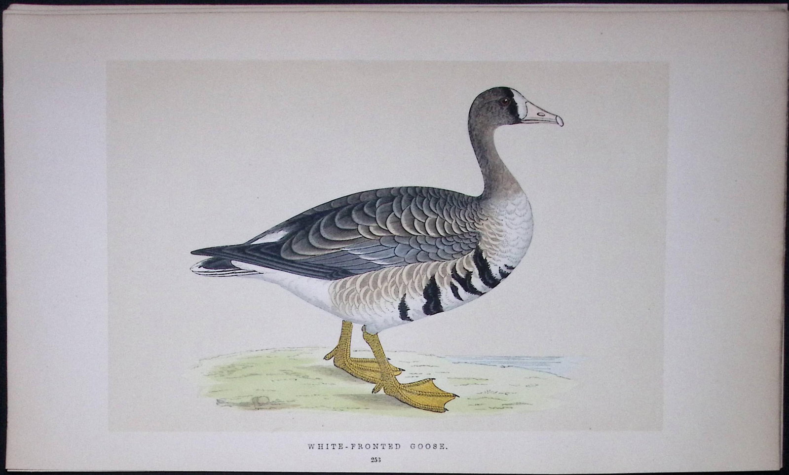 White-Fronted Goose Bird- Rev Morris First Edition Antique Woodblock Engraving-72 (1 of 1)