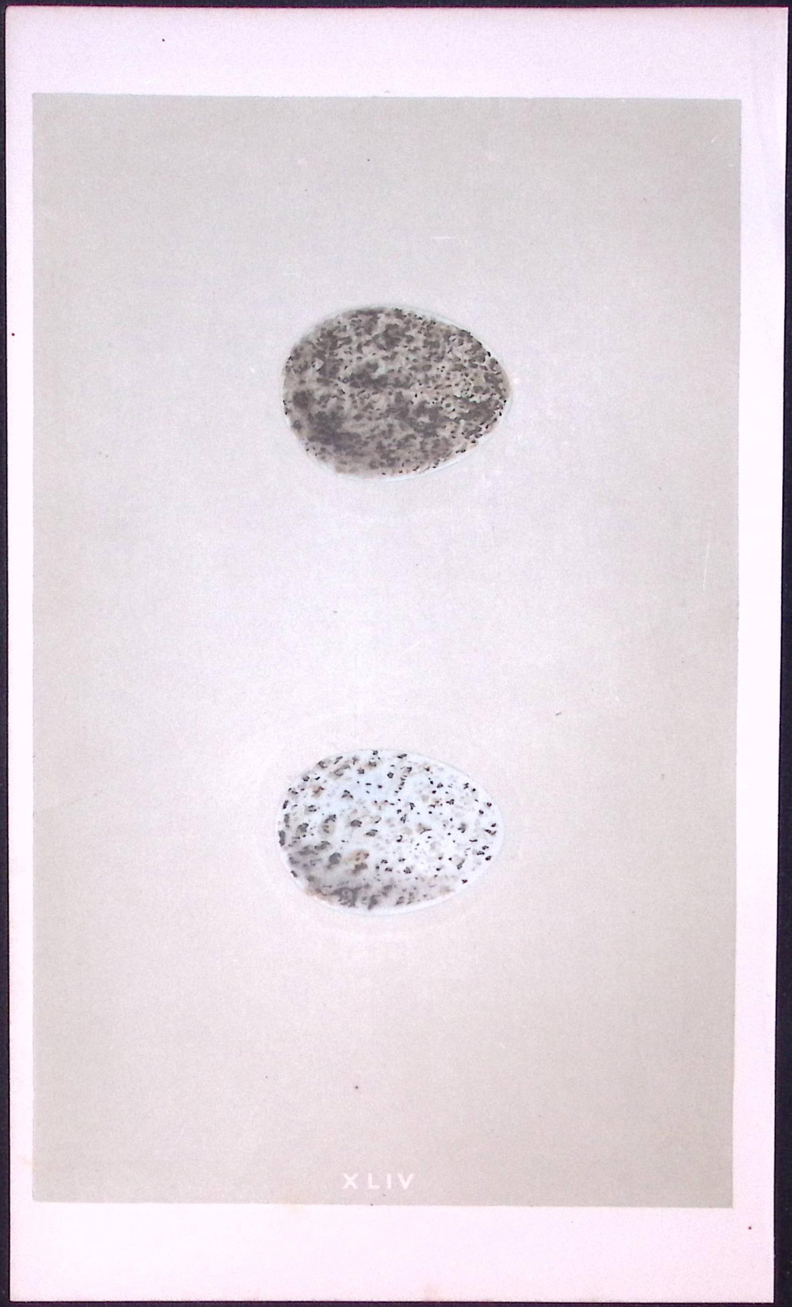 Crow Bird Egg- Rev Morris First Edition Antique Woodblock Engraving-12: Title: Crow Bird Egg- Rev Morris First Edition Antique Woodblock Engraving-12 Description: This Chromolithographic Woodblock Engraving Has Been Removed from a First Antique Edition of. Rev F O