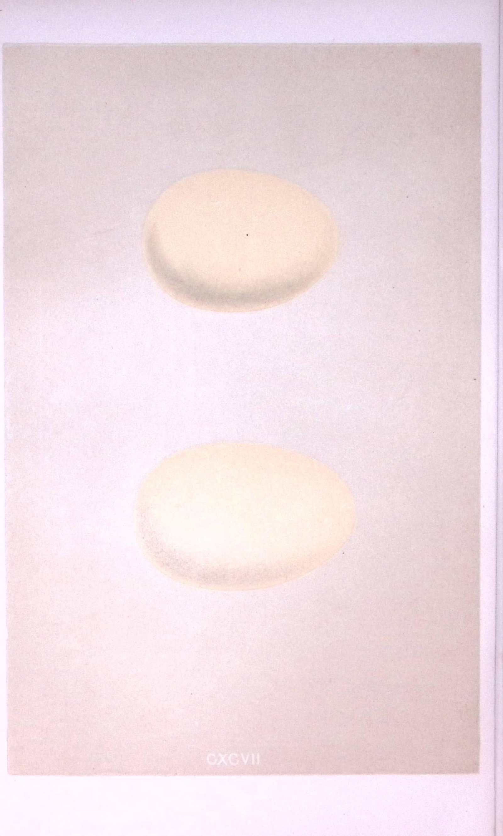 Tufted & Scaup Duck Bird Egg- Rev Morris First Edition Antique Woodblock Engraving-29: Title: Tufted & Scaup Duck Bird Egg- Rev Morris First Edition Antique Woodblock Engraving-29 Description: This Chromolithographic Woodblock Engraving Has Been Removed from a First Antique Edition