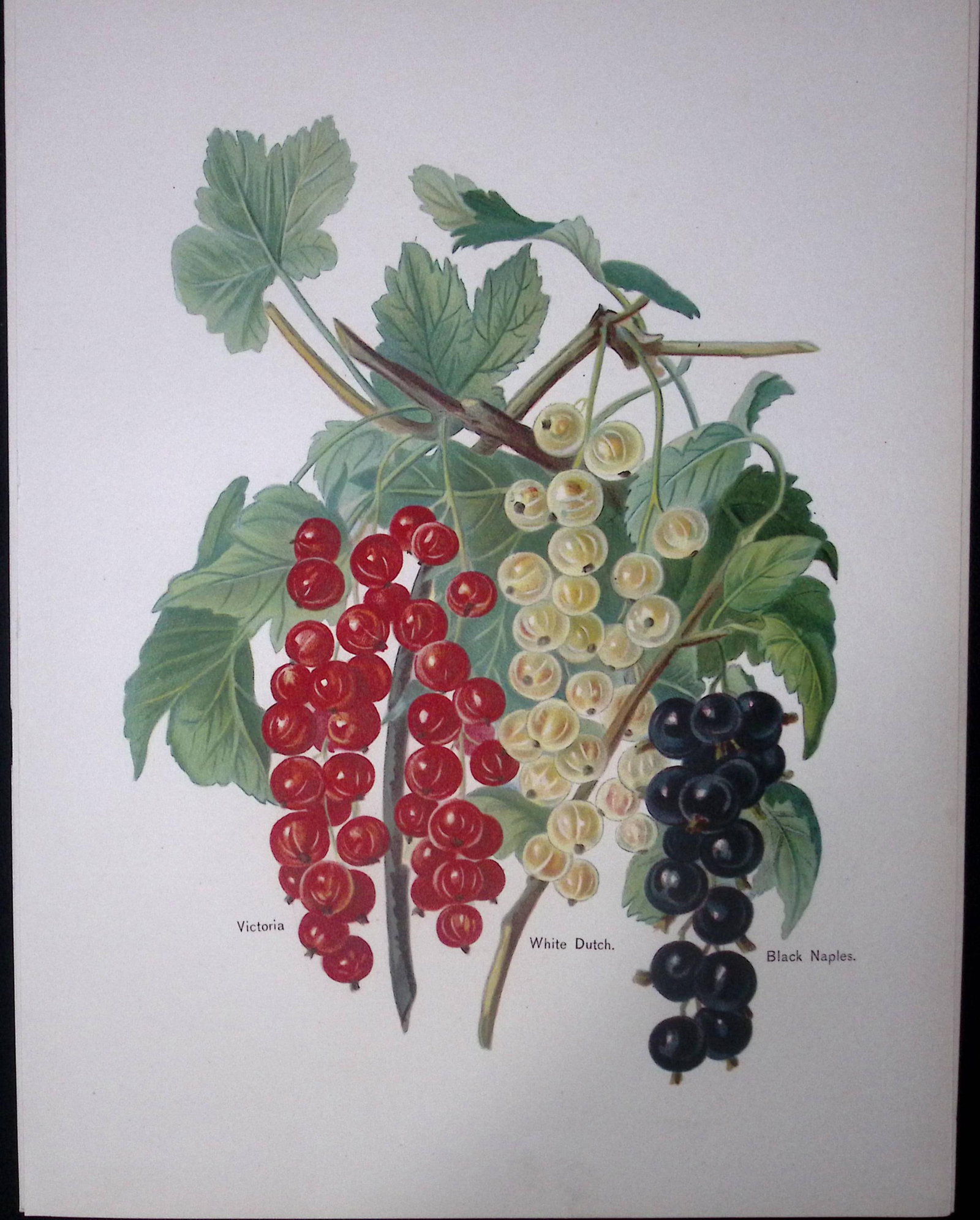 Currants Victoria, White Dutch, Black Naples, Antique Fruit Illustration-25: Title: Currants Victoria, White Dutch, Black Naples, Antique Fruit Illustration-25 Description: This Chromolithographed Print Measure Approximately 10 X 8 (Inches) 274. x 213.36 (mm). And
