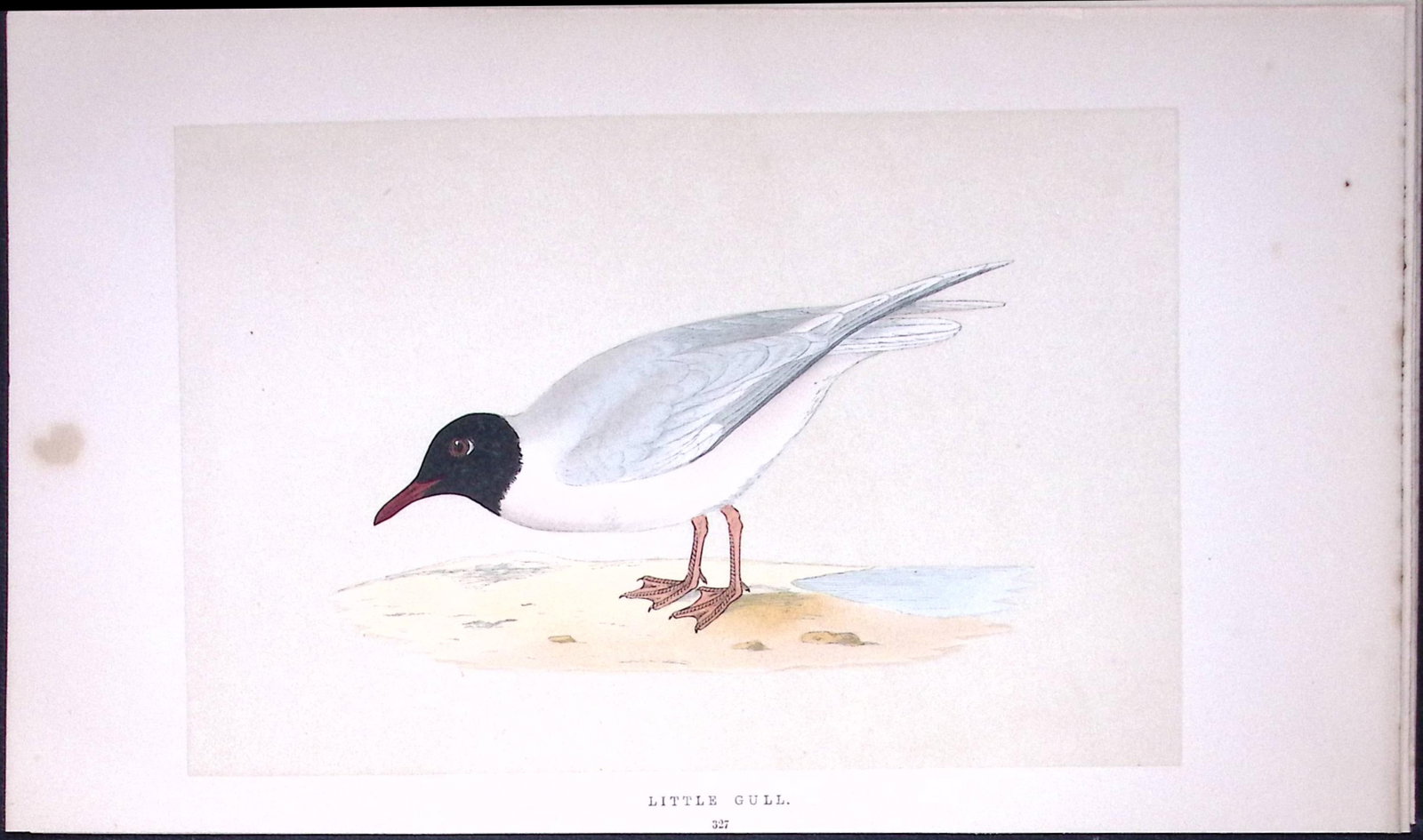 Little Gull Bird- Rev Morris First Edition Antique Woodblock Engraving-200 (1 of 1)