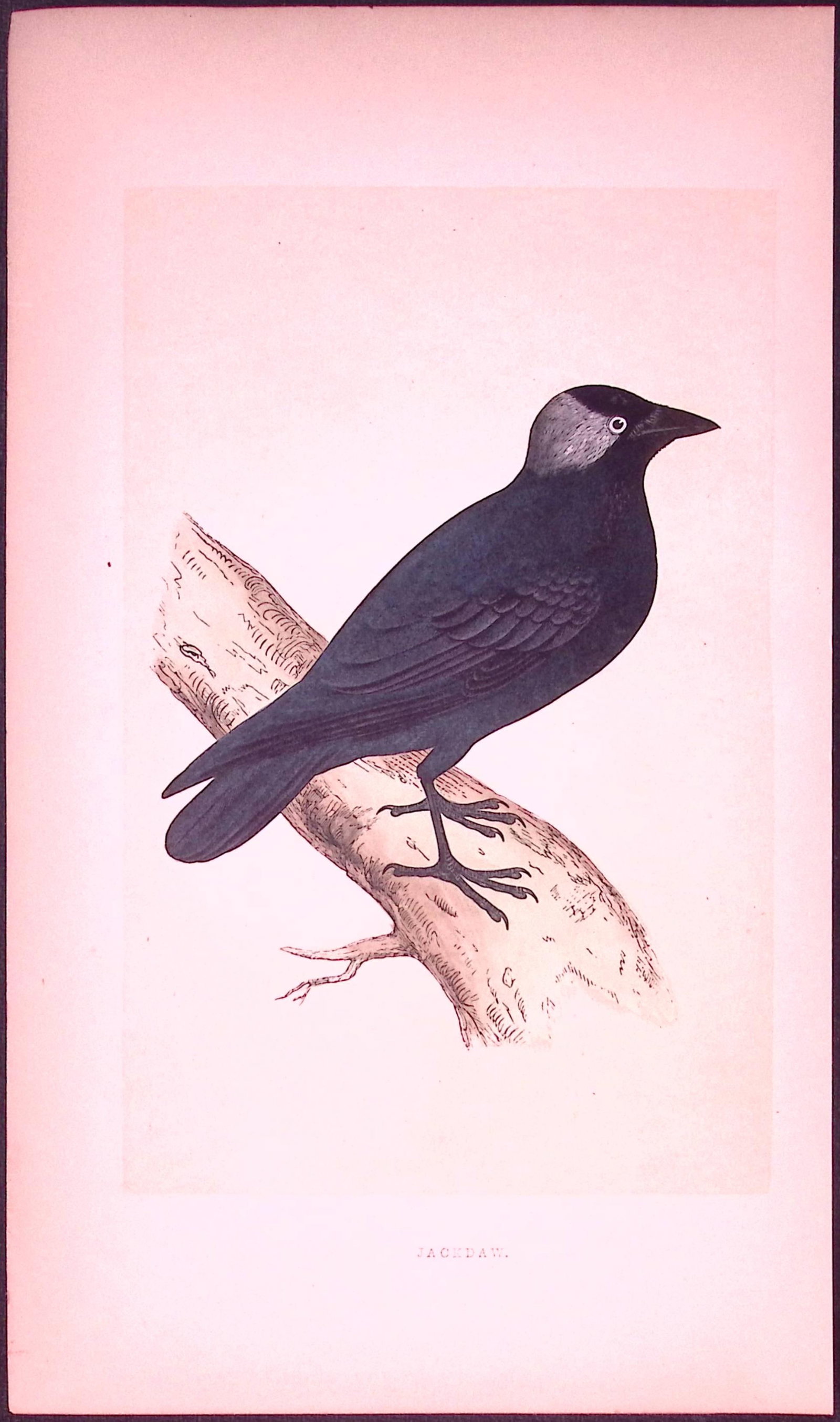Jackdaw Bird- Rev Morris First Edition Antique Woodblock Engraving-60: Title: Jackdaw Bird- Rev Morris First Edition Antique Woodblock Engraving-60 Description: This Chromolithographic Woodblock Engraving Has Been Removed from a First Antique Edition of. Rev F O Morris