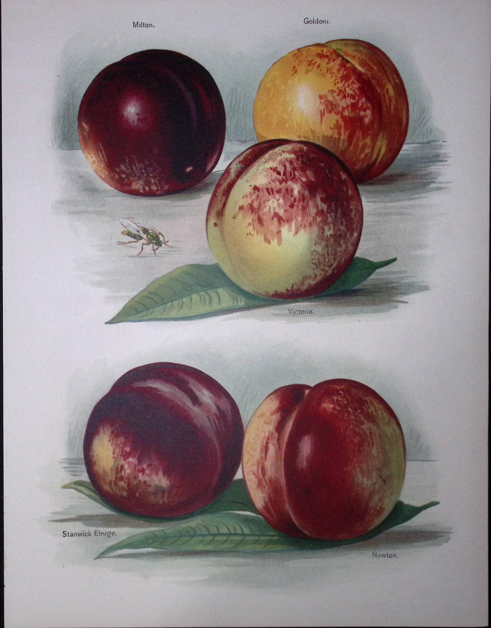 Peaches Milton, Victoria, Goldoni, Stanwick Elruge, Newton, Antique Mary Rivers Illustration-19. (1 of 2)