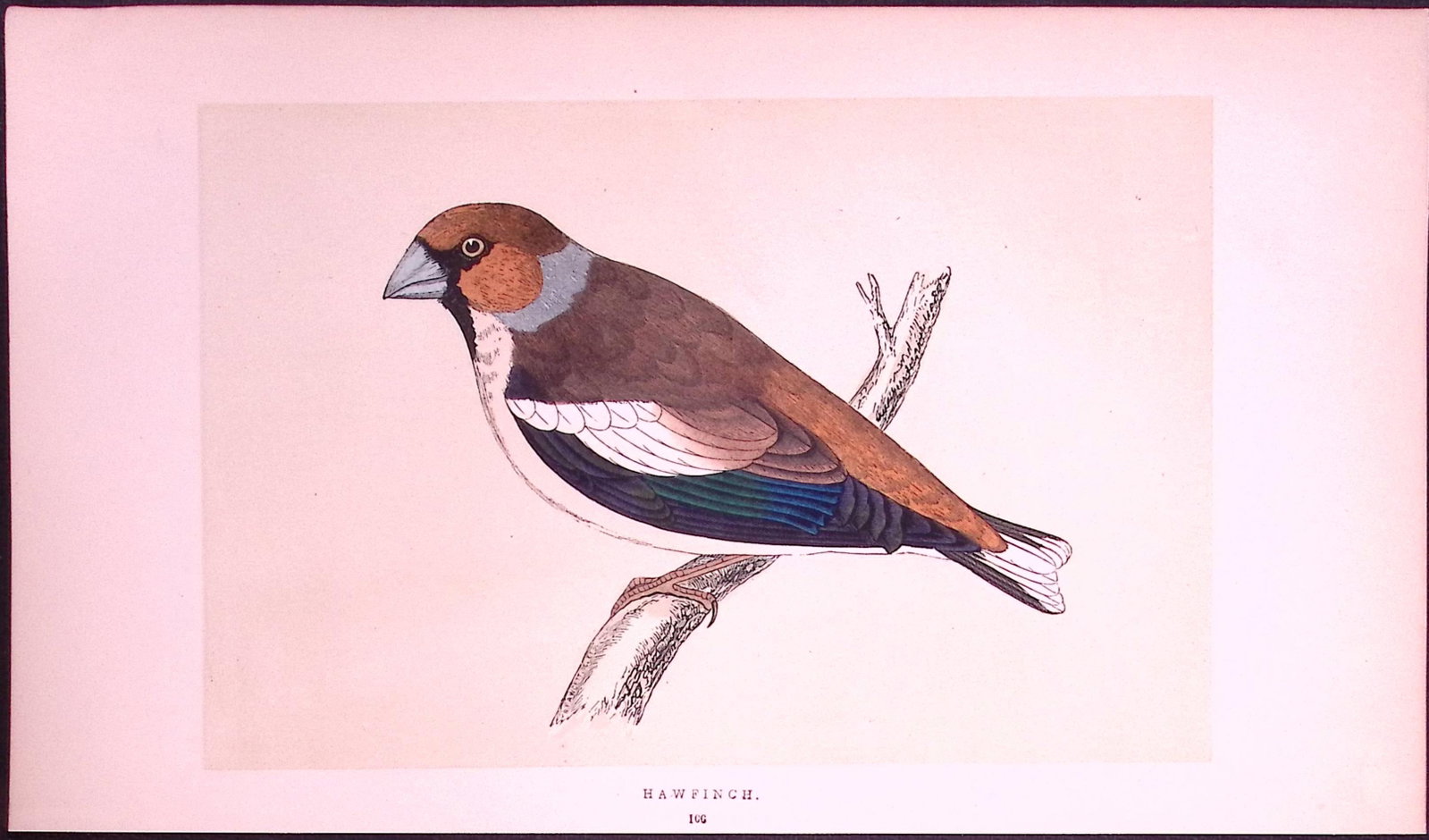 Hawfinch Rev Morris First Edition Antique Woodblock Engraving-160: Title: Hawfinch Rev Morris First Edition Antique Woodblock Engraving-160 Description: This Chromolithographic Woodblock Engraving Has Been Removed from a First Antique Edition of. Rev F O Morri