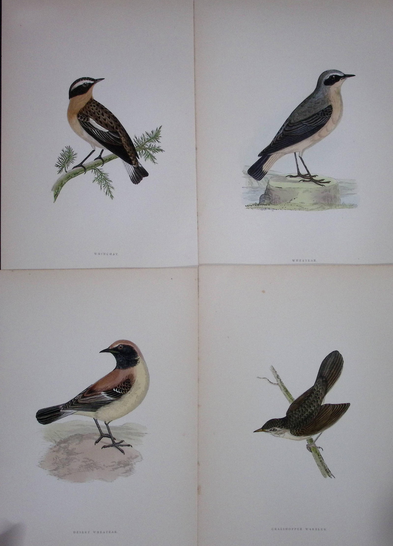 Job-Lot Rev Morris History of British Birds 130 Yrs-Old Antique Engravings-15: Title: Job-Lot Rev Morris History of British Birds 130 Yrs-Old Antique Engravings-15 Description: These 4 Chromolithographic Engraved Plates Has Been Removed from an Antique Edition of. Rev F O
