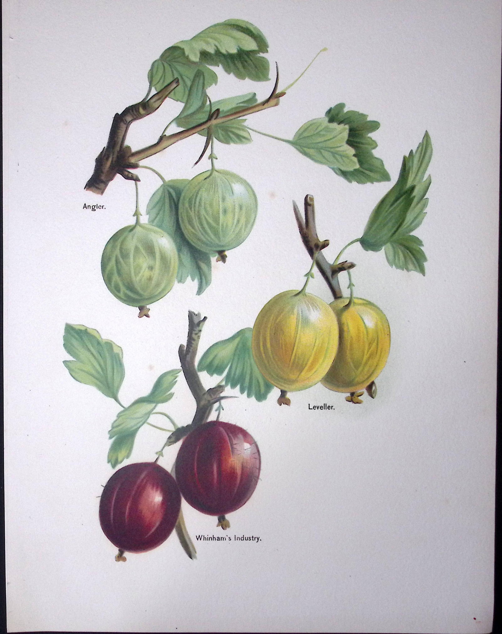 Gooseberries Angler, Leveller, Whinham Industry, Antique Mary Rivers Fruit Illustration-5.: Title: Gooseberries Angler, Leveller, Whinham Industry, Antique Mary Rivers Fruit Illustration-5. Description: This Chromolithographed Print Measure Approximately 10 X 8 (Inches) 274. x