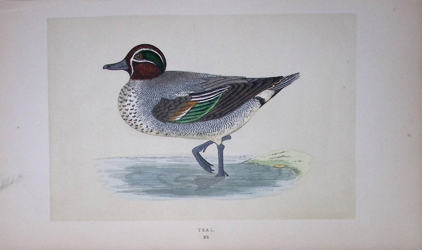 Teal Duck Bird- Rev Morris First Edition Antique Woodblock Engraving-90: Title: Teal Duck Bird- Rev Morris First Edition Antique Woodblock Engraving-90 Description: This Chromolithographic Woodblock Engraving Has Been Removed from a First Antique Edition of. Rev F O