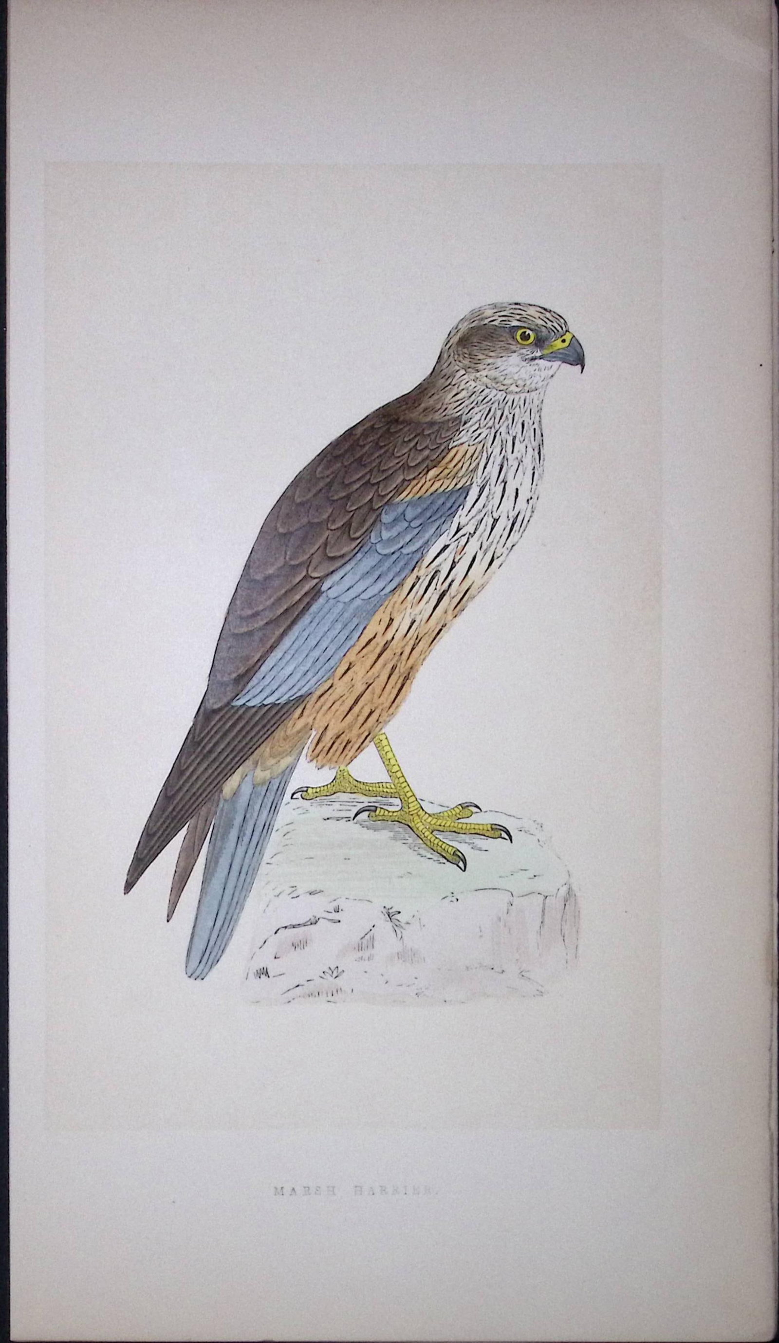 Marsh Harrier Bird- Rev Morris First Edition Antique Woodblock Engraving-20 (1 of 2)