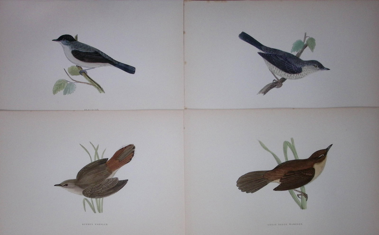 Job-Lot Rev Morris History of British Birds 130 Yrs-Old Antique Engravings-7: Title: Job-Lot Rev Morris History of British Birds 130 Yrs-Old Antique Engravings-7 Description: These 4 Chromolithographic Engraved Plates Has Been Removed from an Antique Edition of. Rev F O Morris