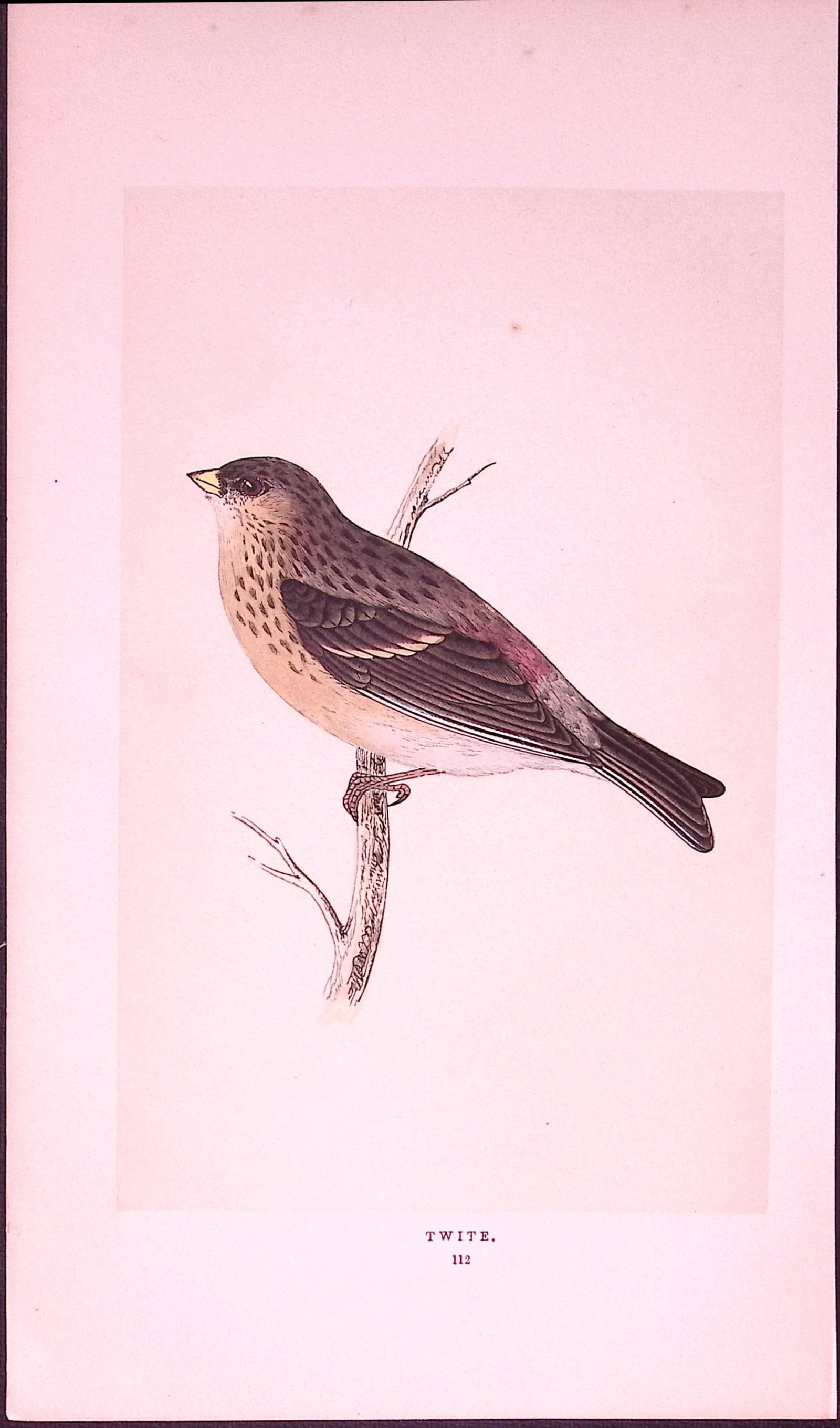 Twite Rev Morris First Edition Antique Woodblock Engraving-166: Title: Twite Rev Morris First Edition Antique Woodblock Engraving-166 Description: This Chromolithographic Woodblock Engraving Has Been Removed from a First Antique Edition of. Rev F O Morris A